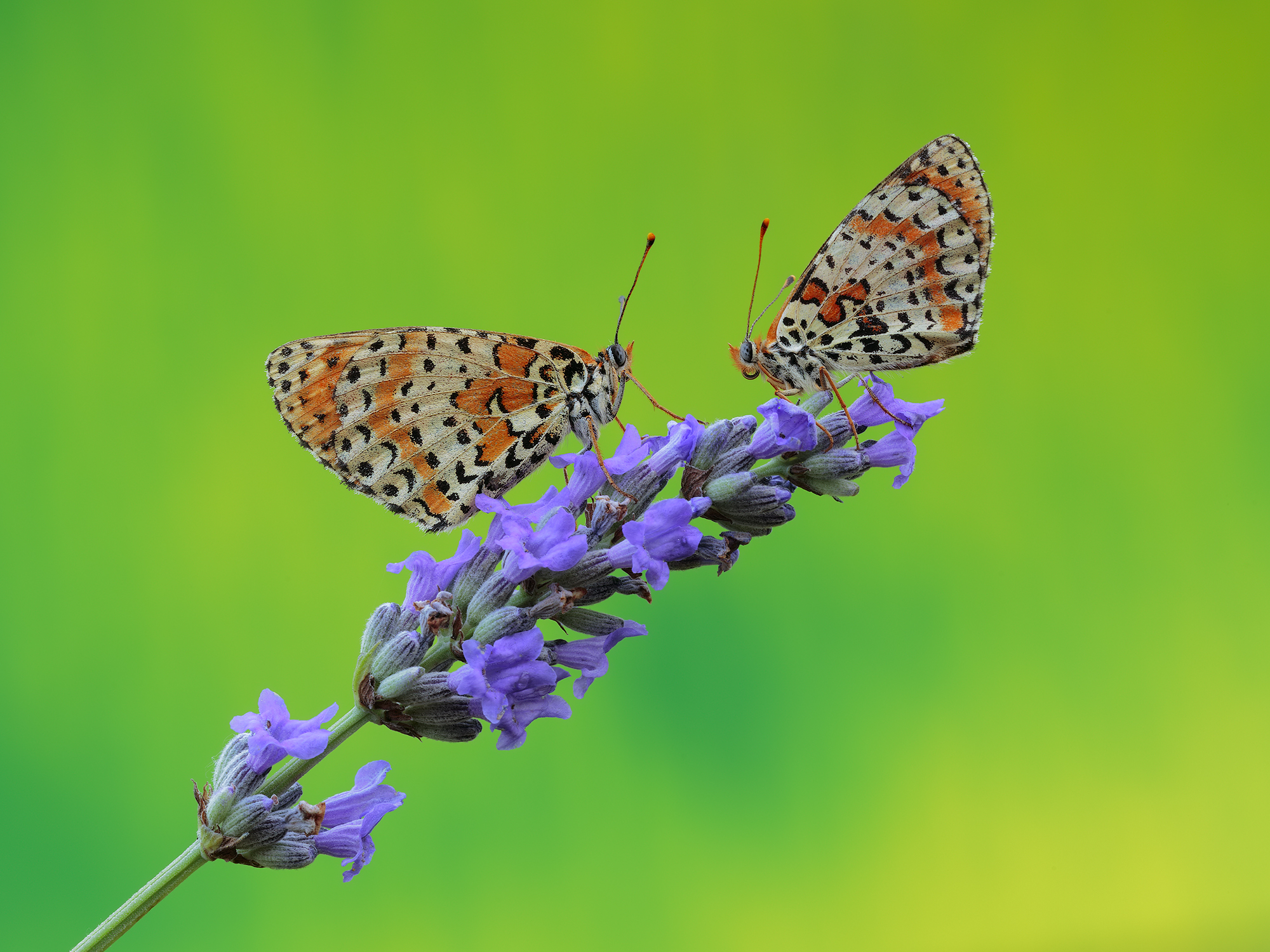 Melitaea didyma of Lavender