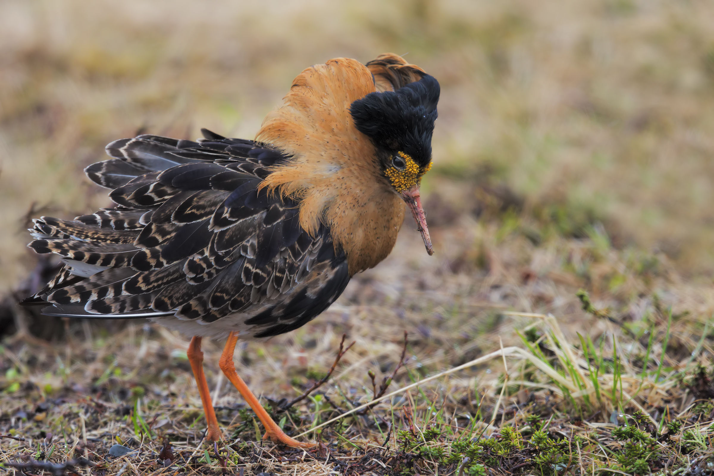 The thoughtfully Baron