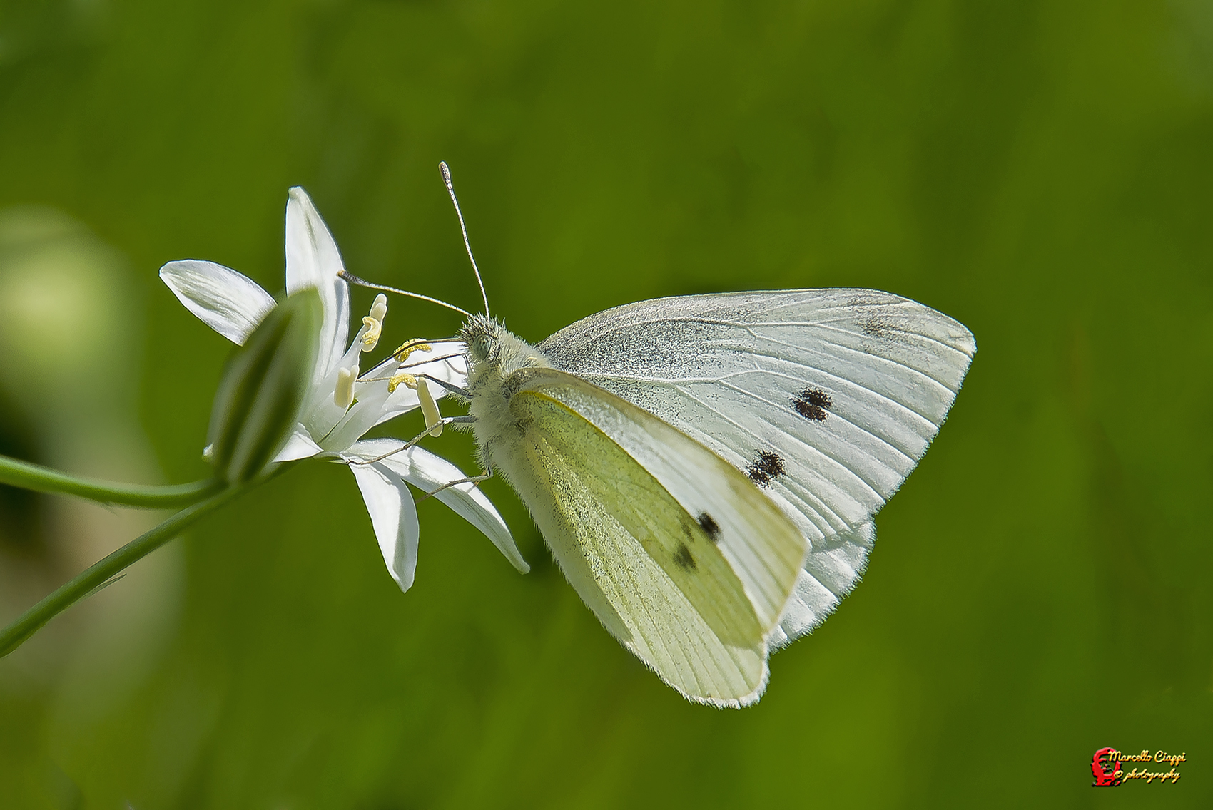 Pieris brassicae