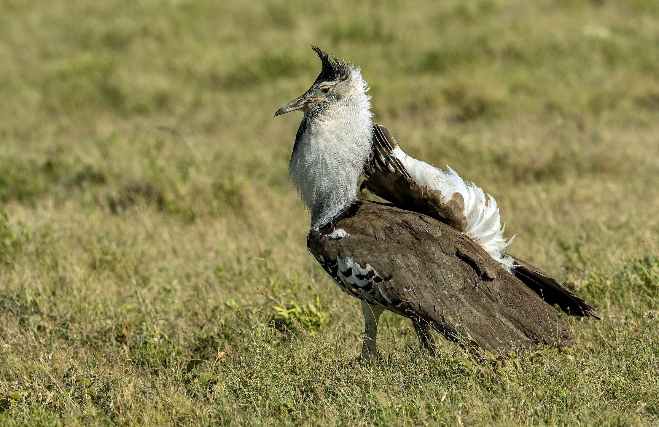 Tanzania 2016 - Otarda di Kori