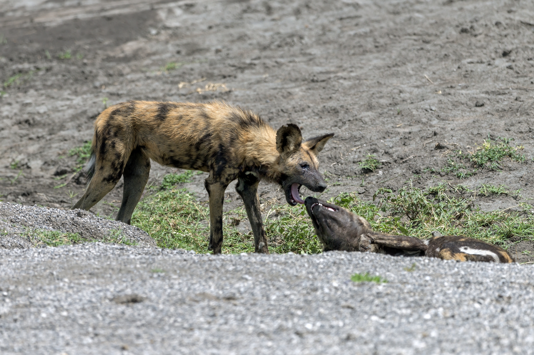 Tanzania 2016 - Licaoni