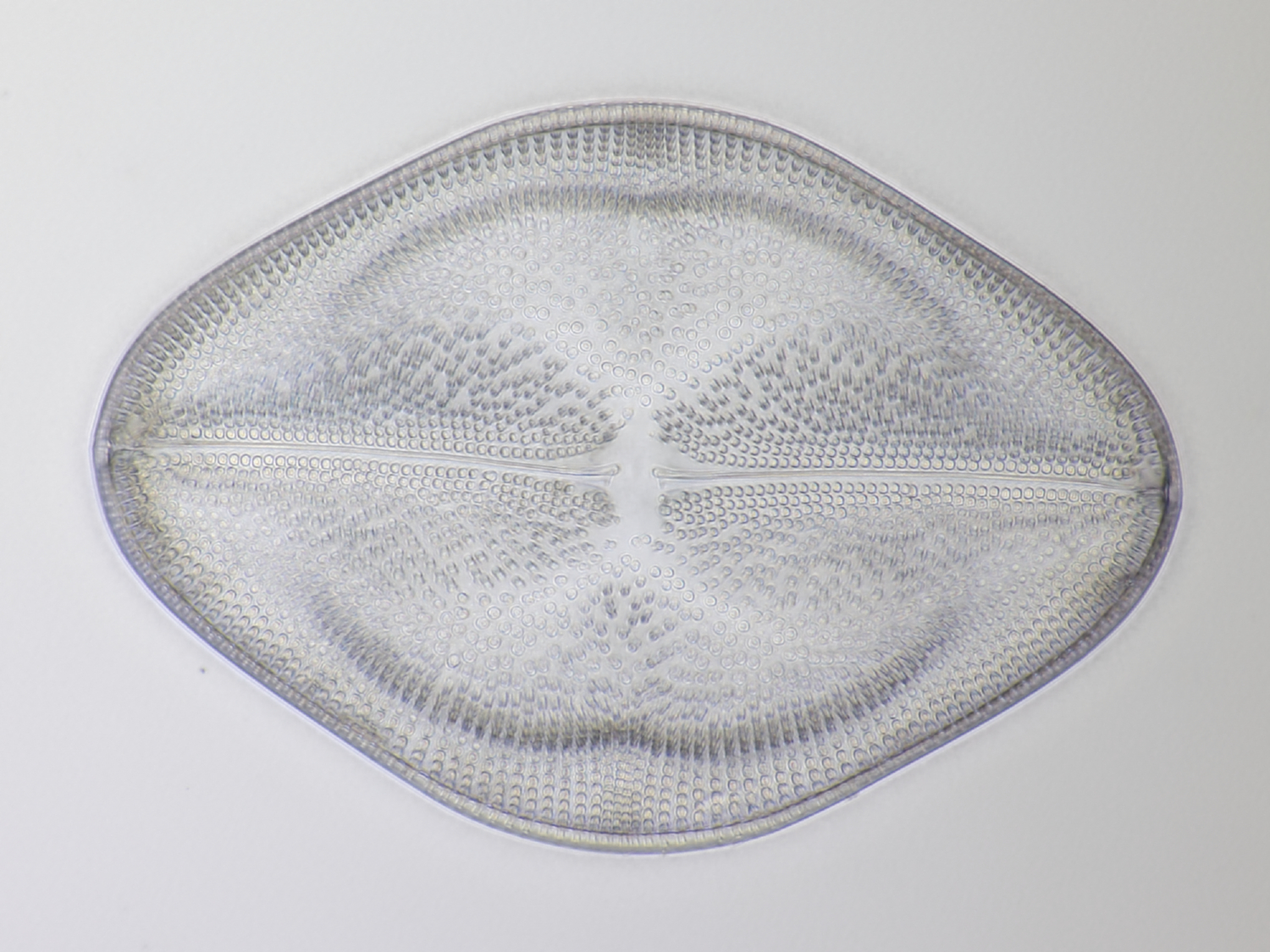 diatom 7