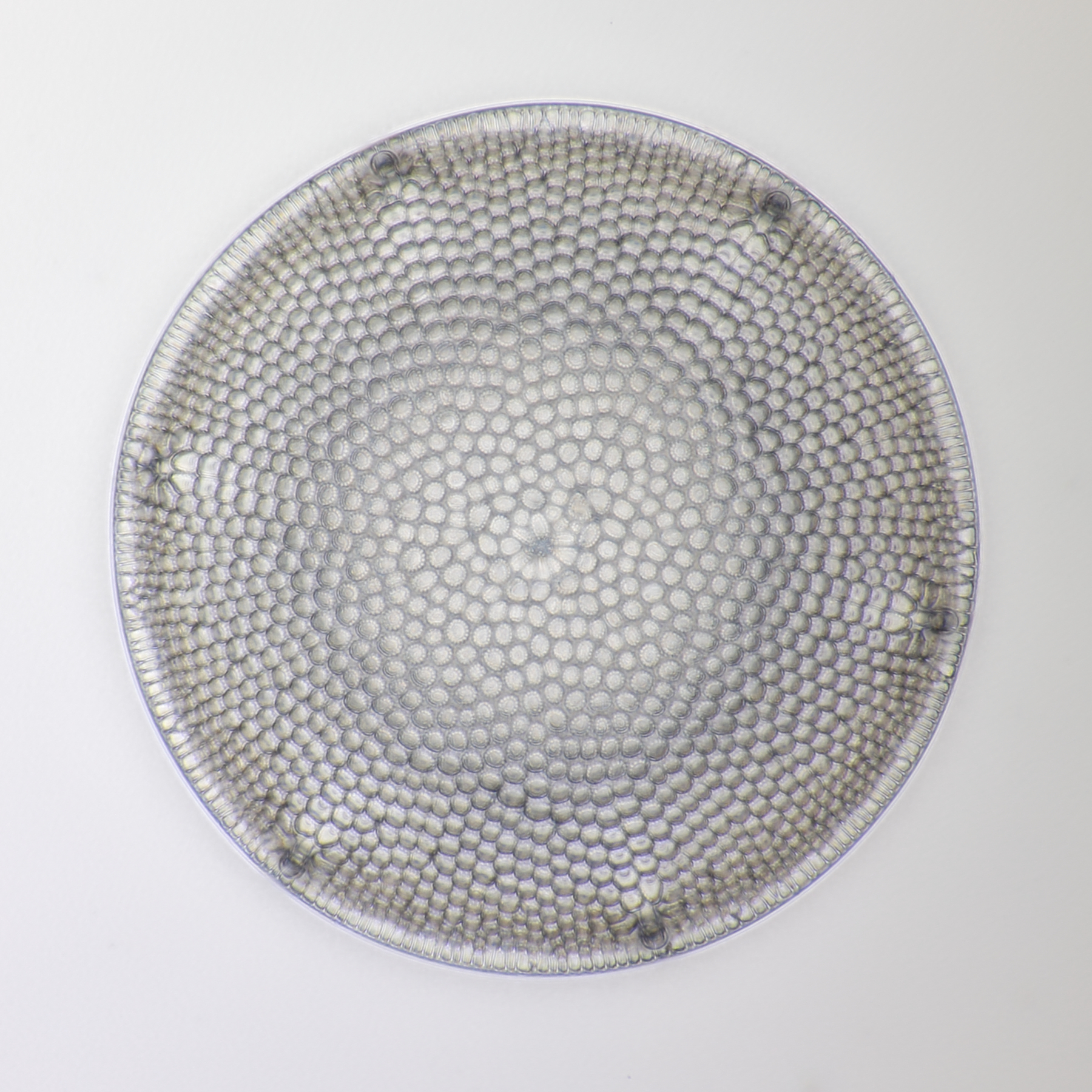 diatom 8