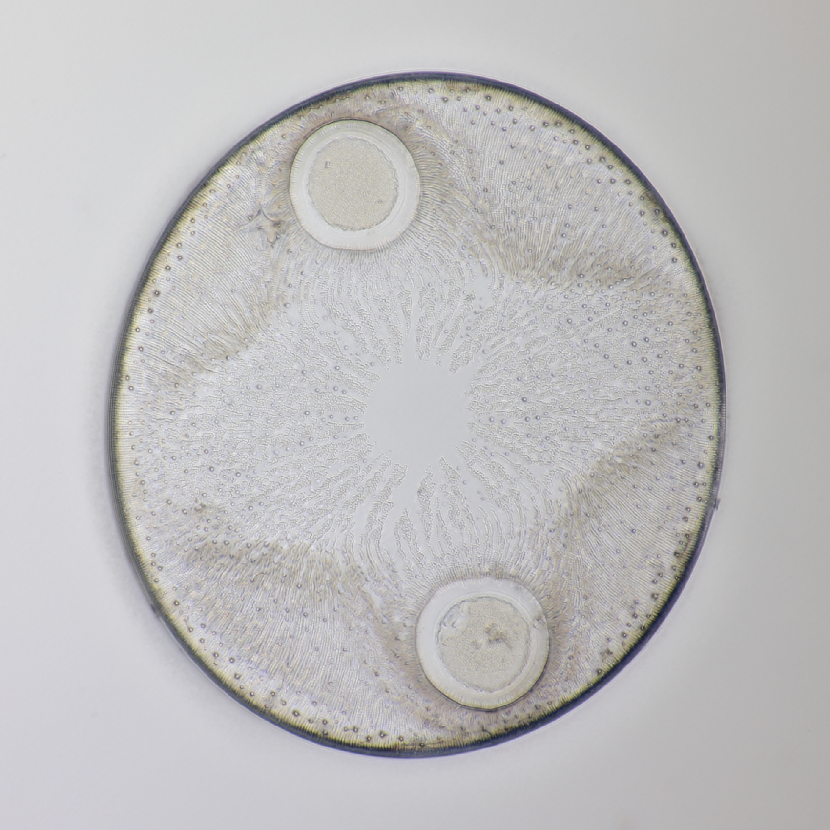 diatom 9