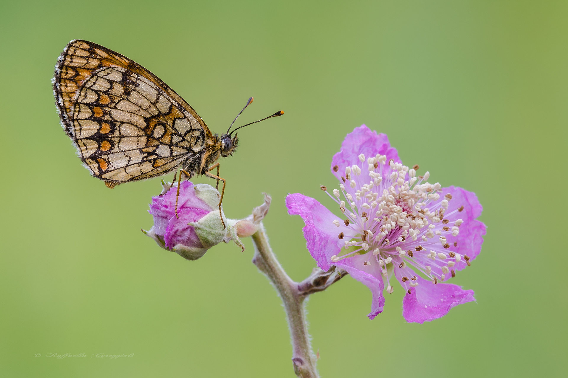 Melitaea athalia of Rubus ulmifolius