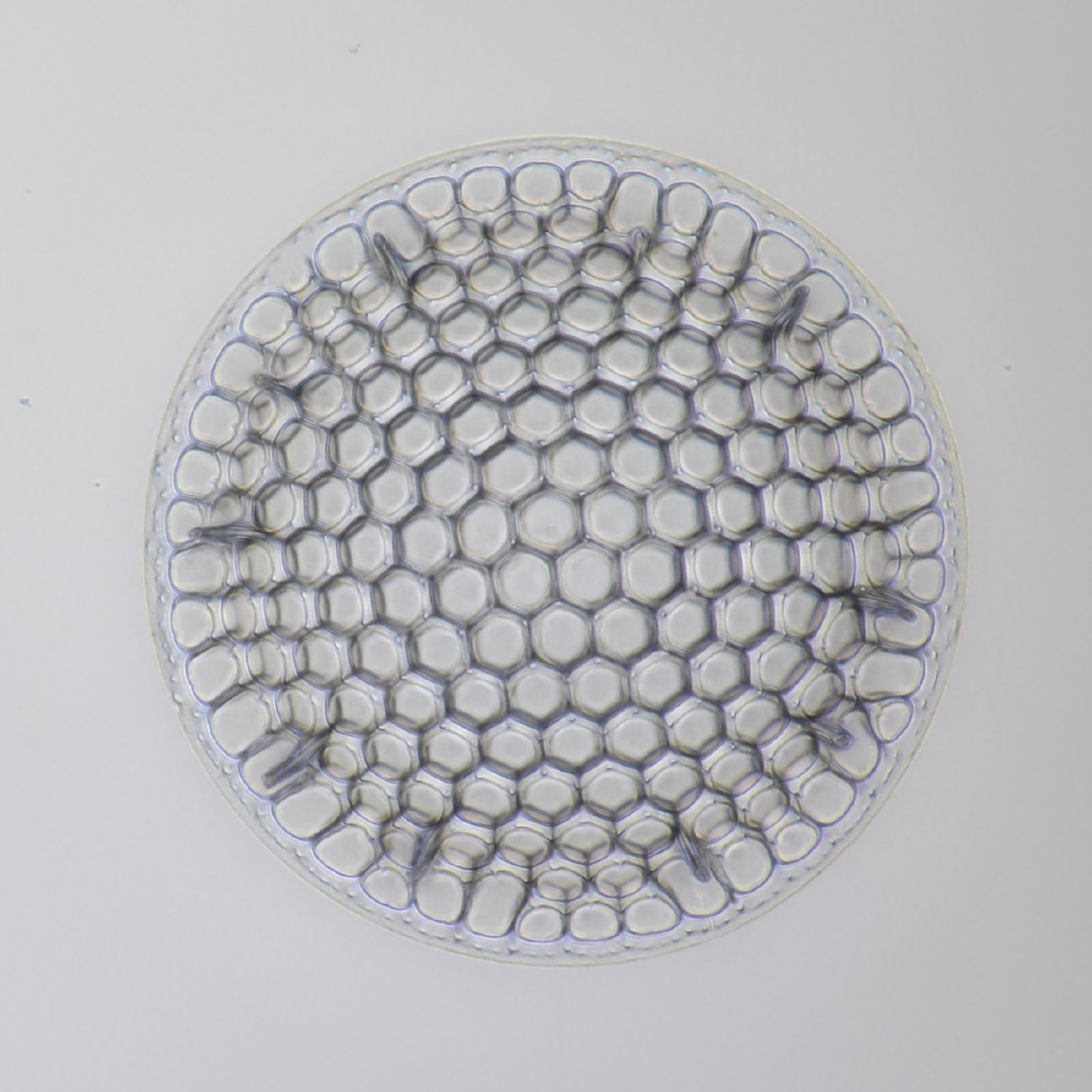 Diatom fossil Oamaru 1