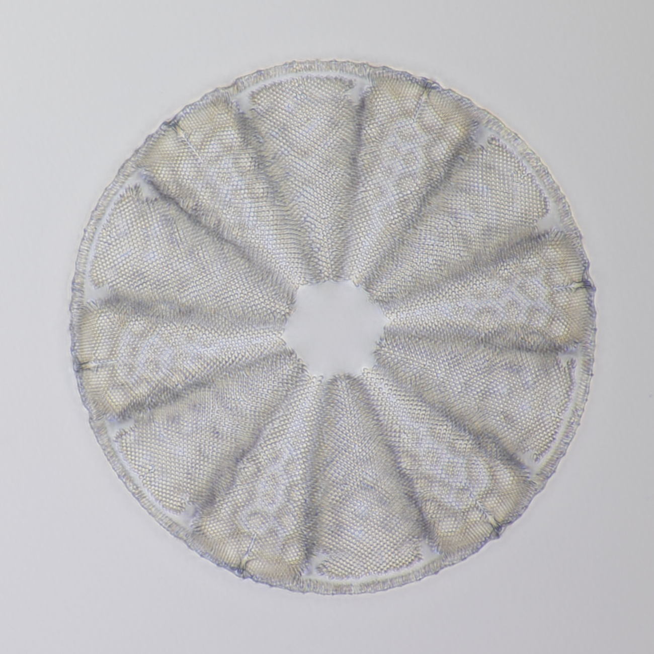 Diatom fossil Oamaru 2