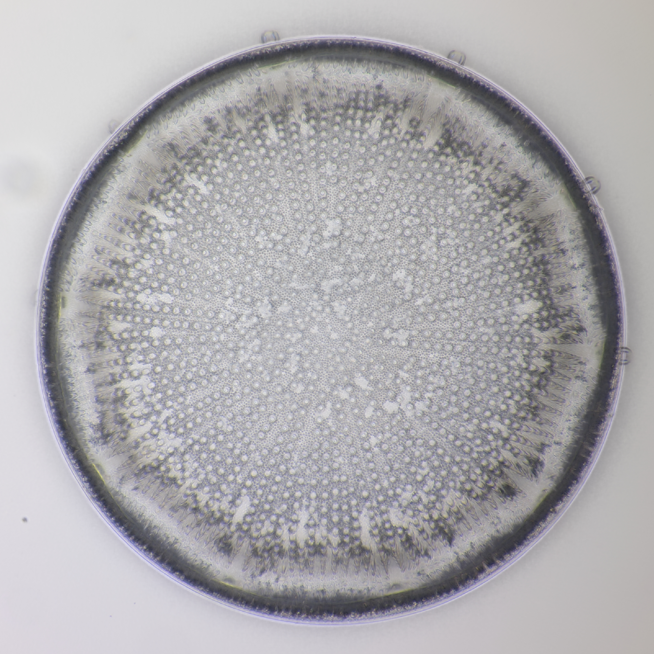 Diatom fossil Oamaru 3