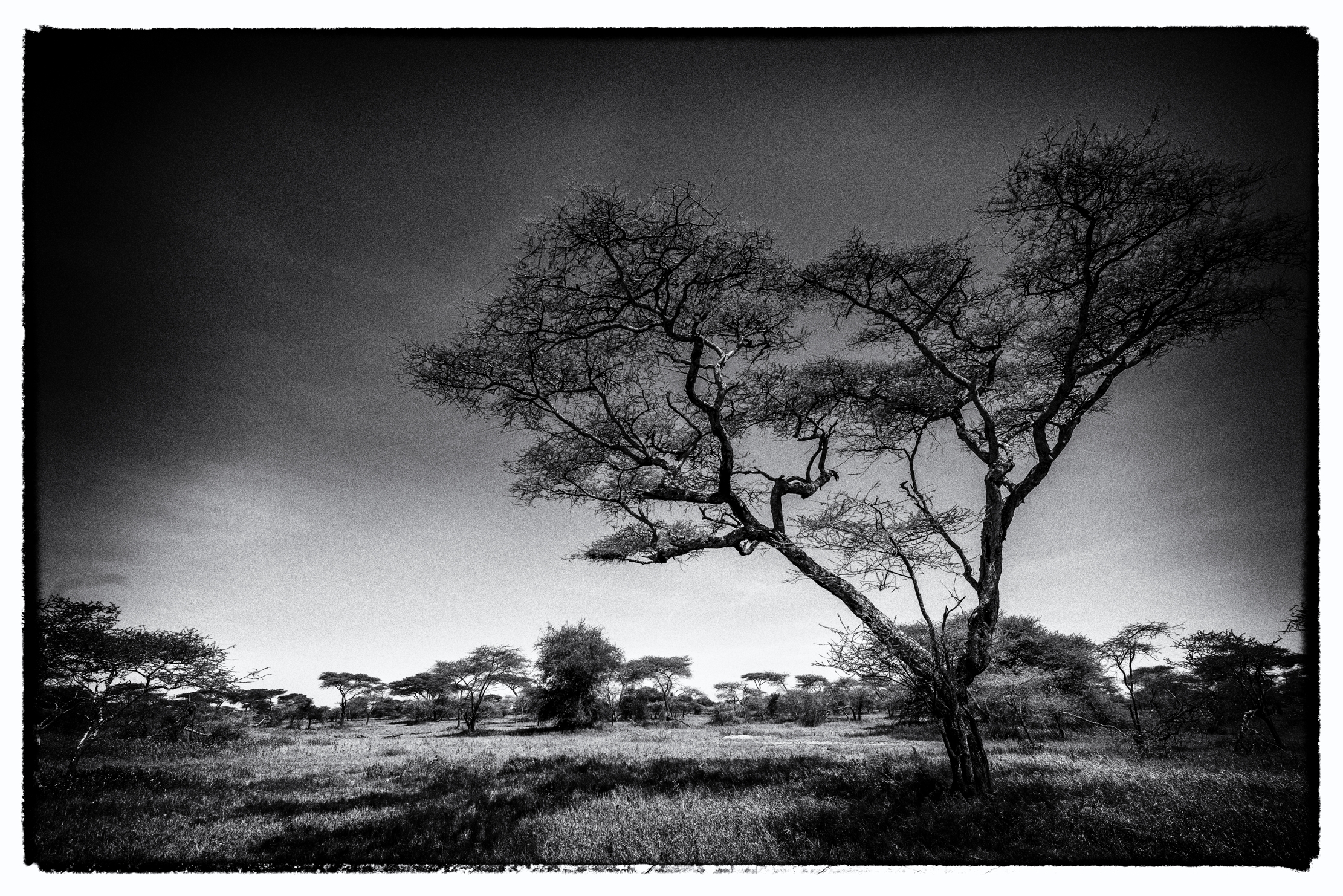 Tanzania 2016 - Serengeti