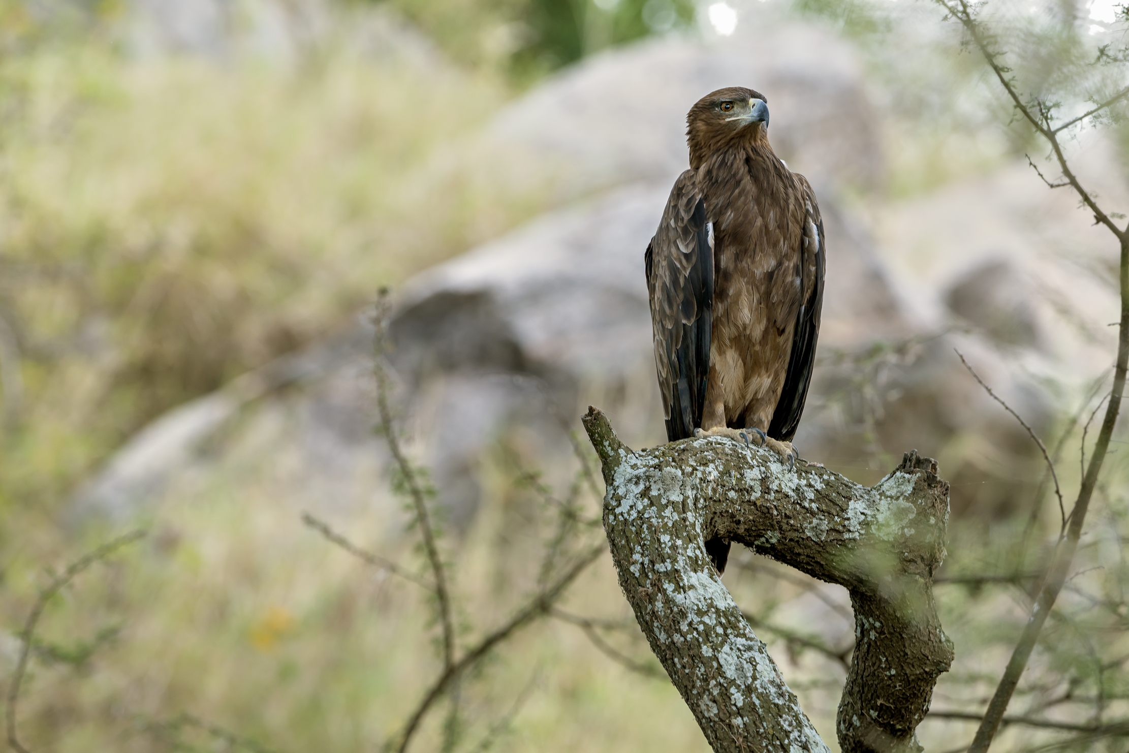 Tanzania 2016 - Aquila