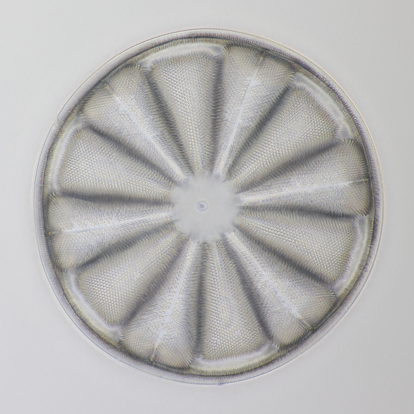 Diatom Saint Laurent 15