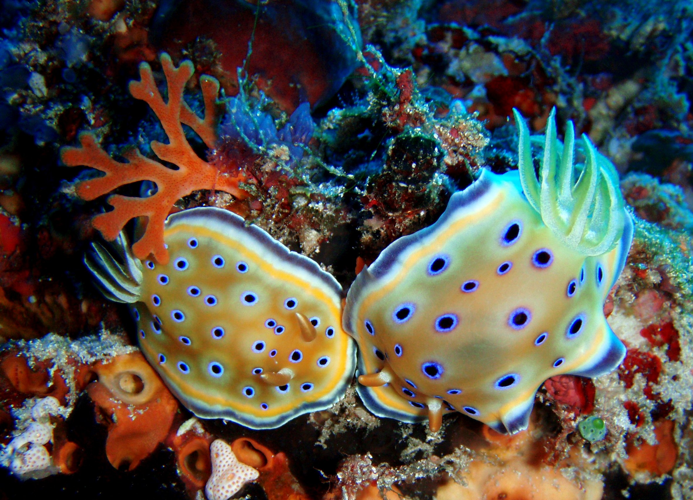 Nudibranchi