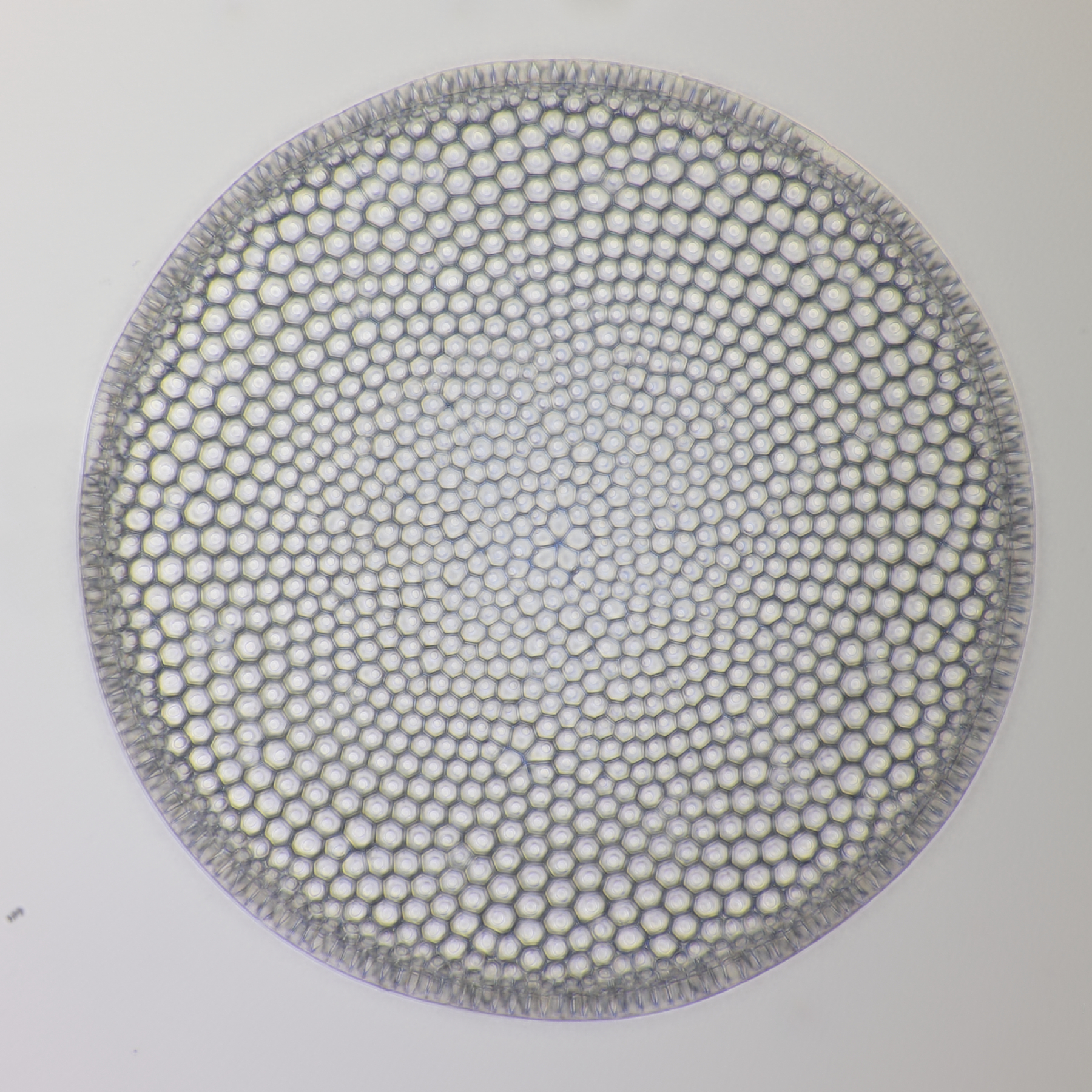 Diatom Saint Laurent 16