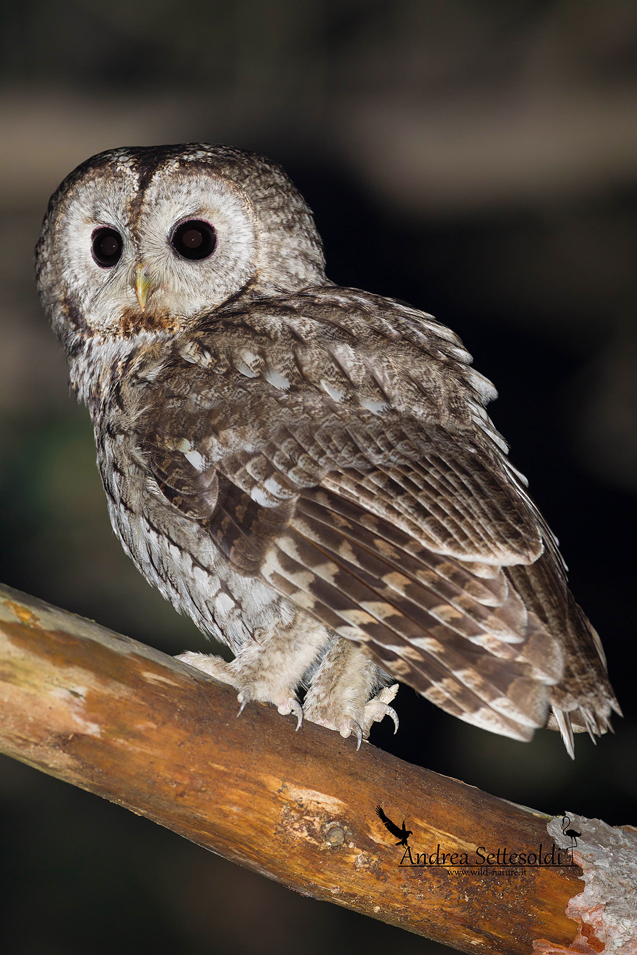 tawny owl