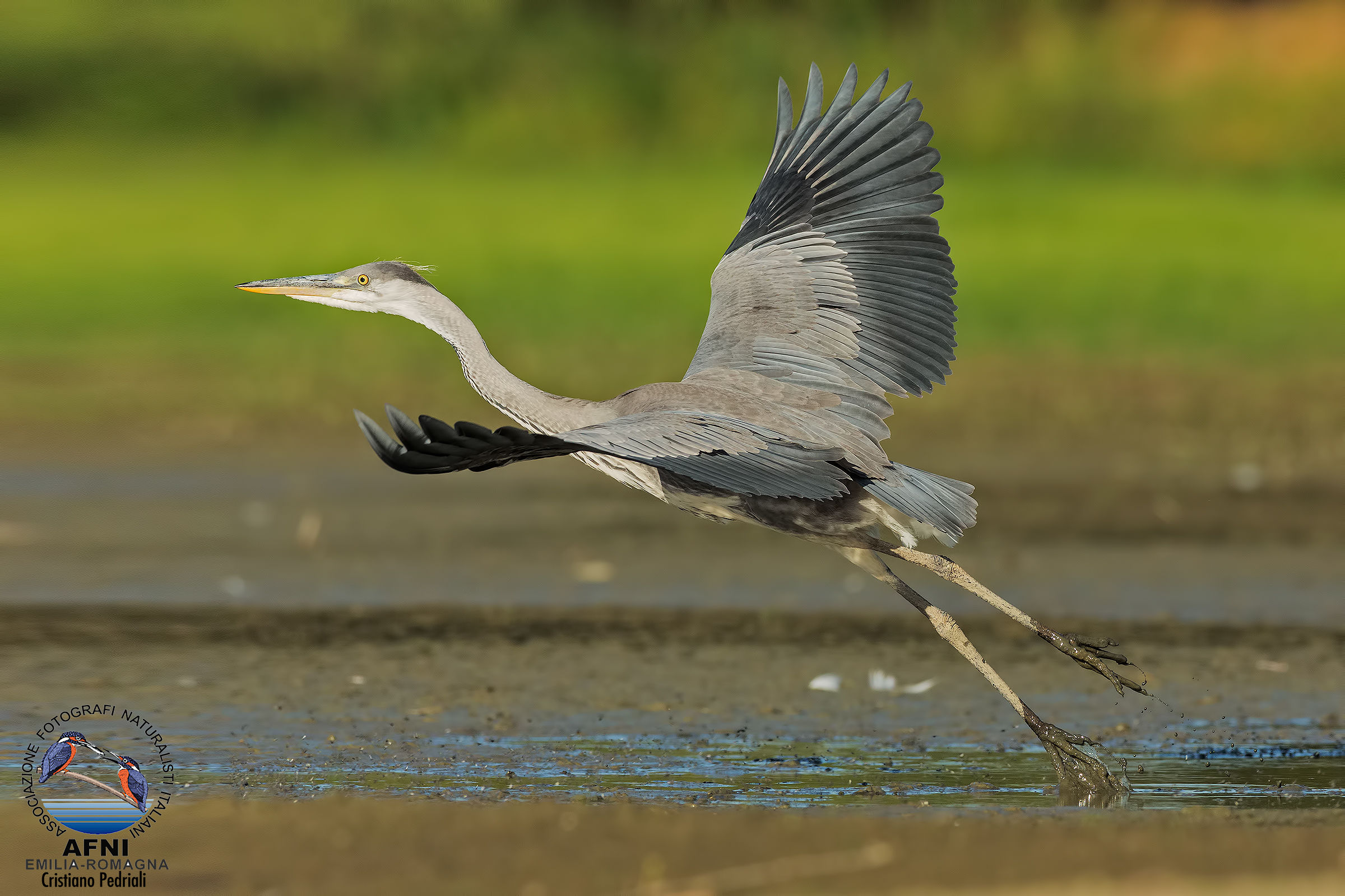 The detachment of the Heron ...