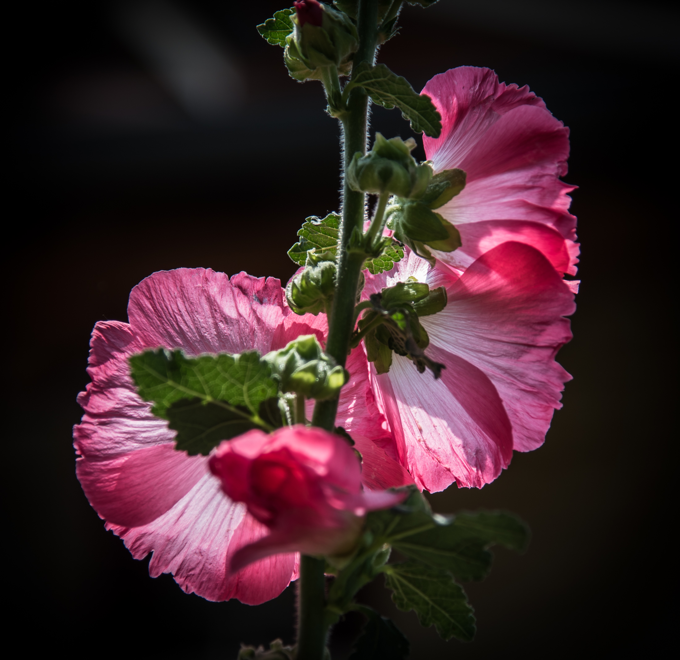 Alcea rosea (Malvarosa)... lato b...