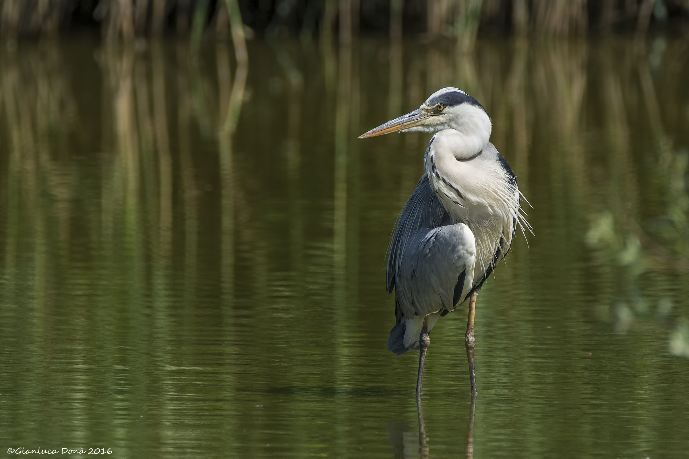 Ardea cinerea L. 1758