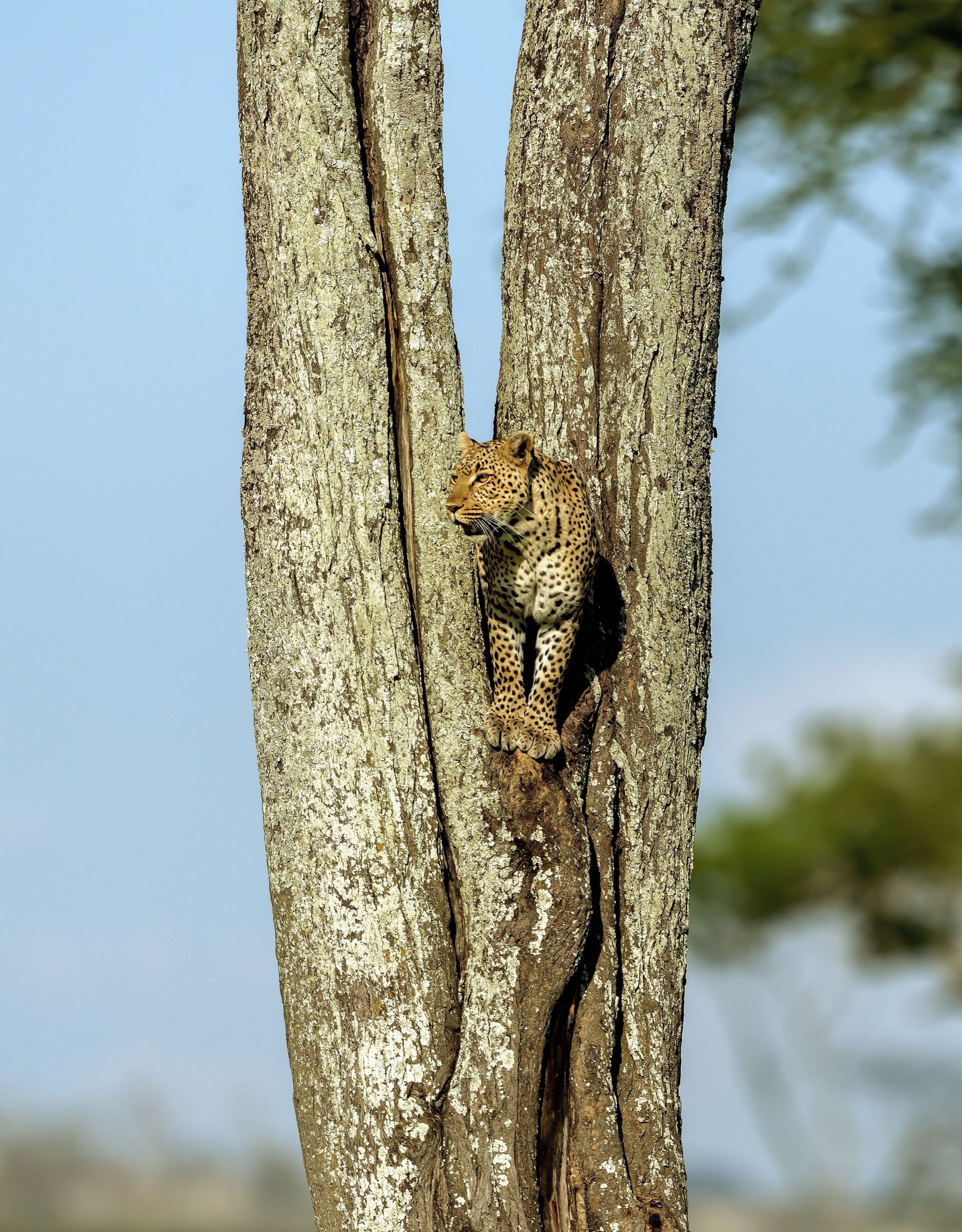 Tanzania 2016 - Vedetta