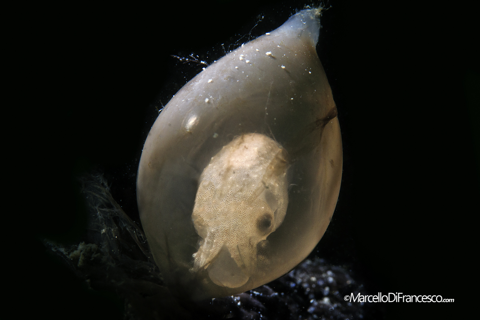 Cuttlefish egg