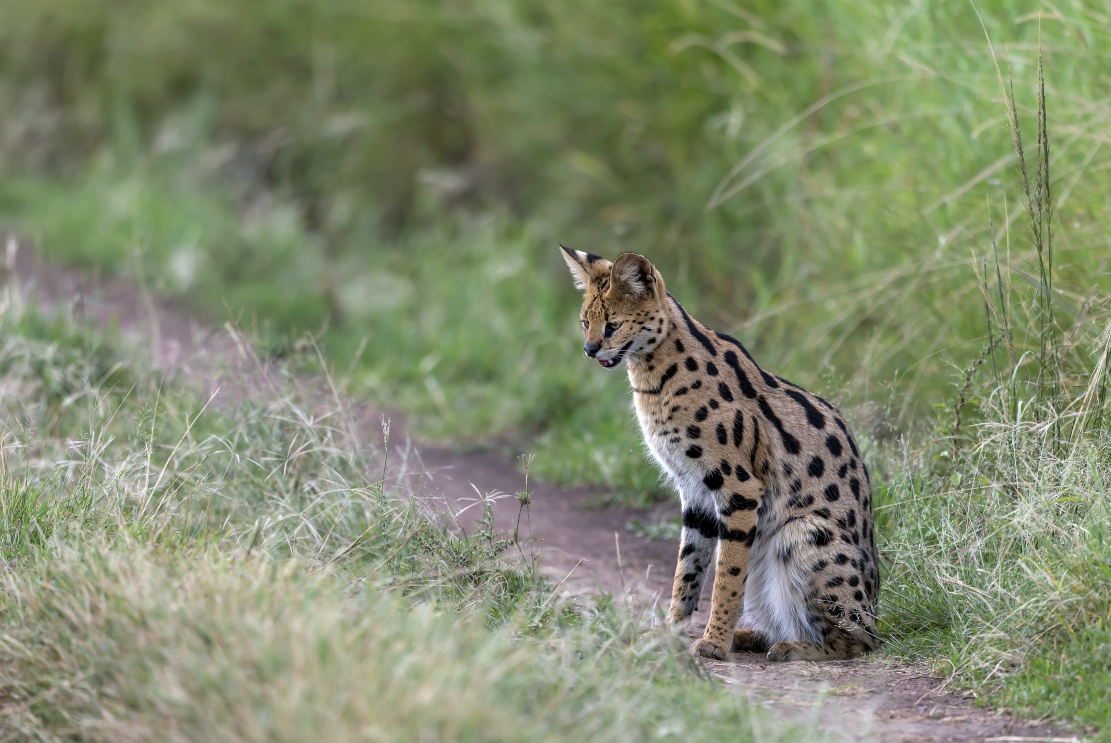 Tanzania 2016 - Serval