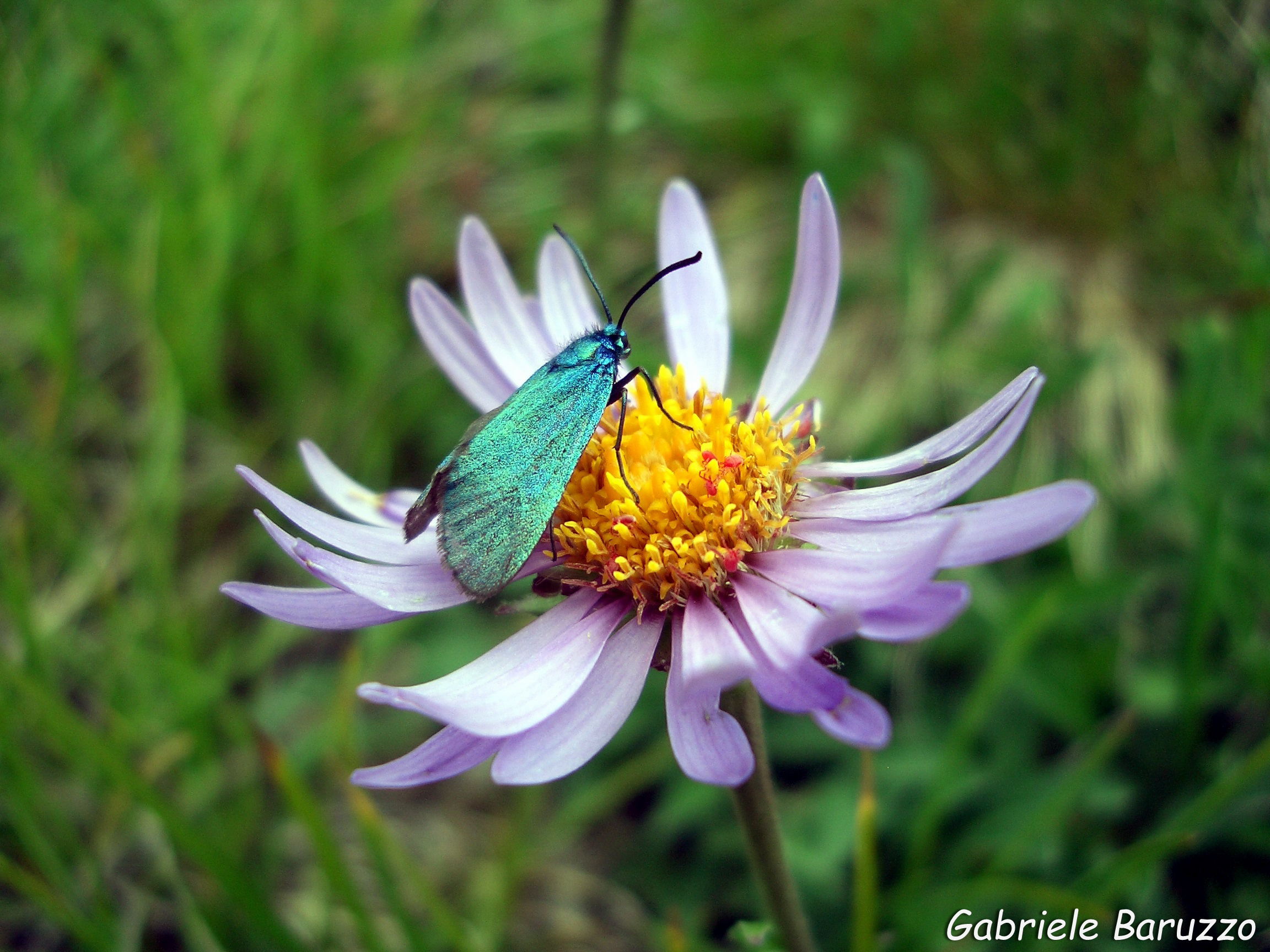 At the foot of the Bernina
