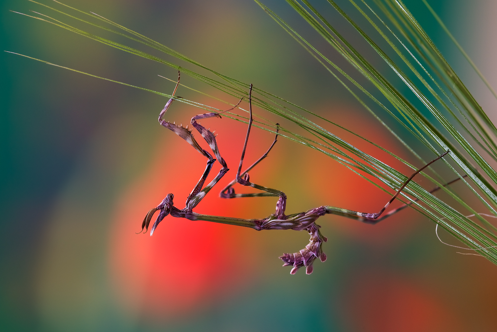 Neanide Empusa pennata