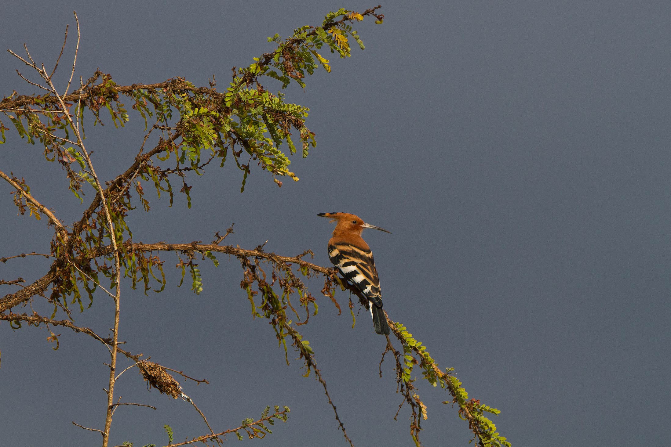 Upupa Africana, African Hoopoe