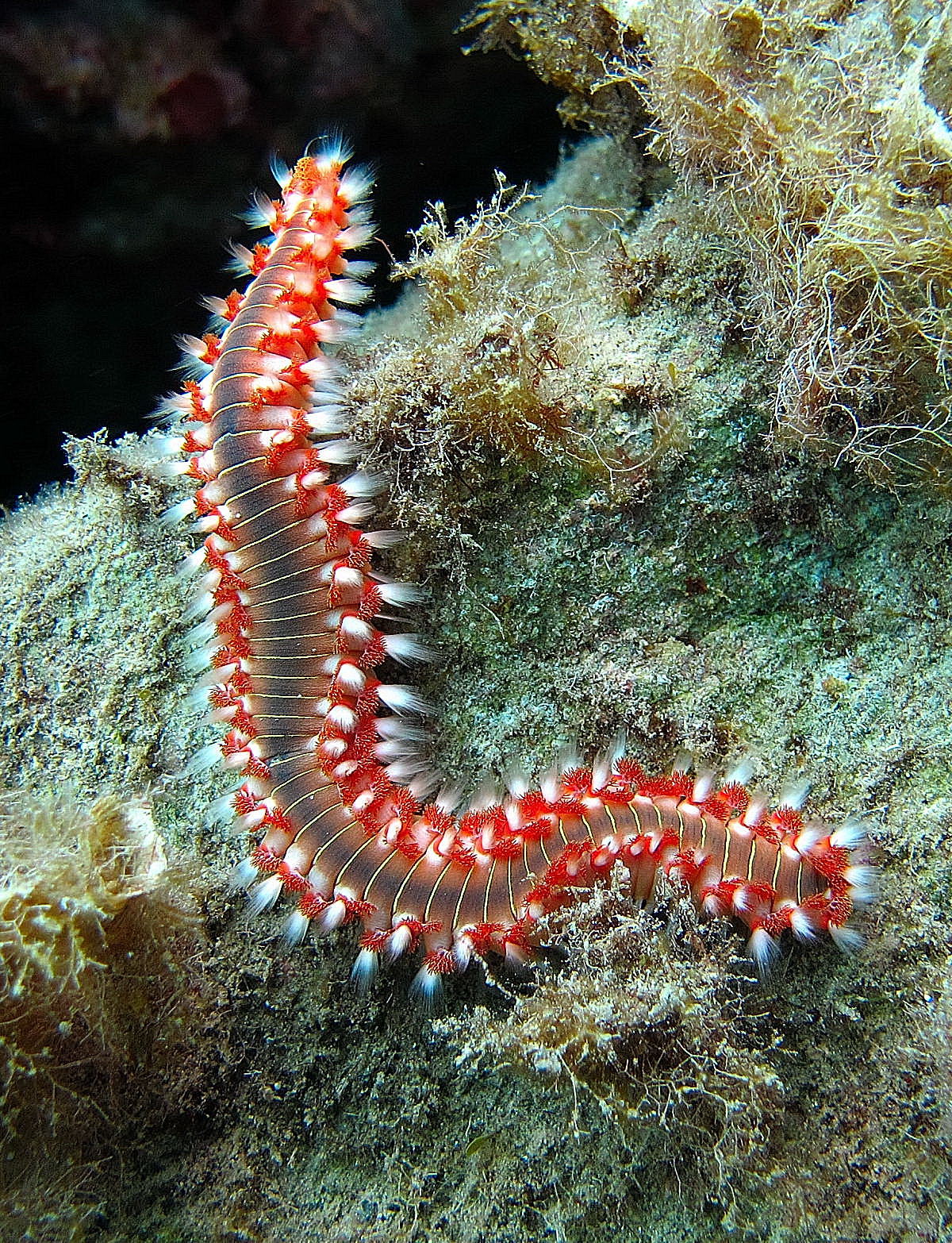 bearded fireworm