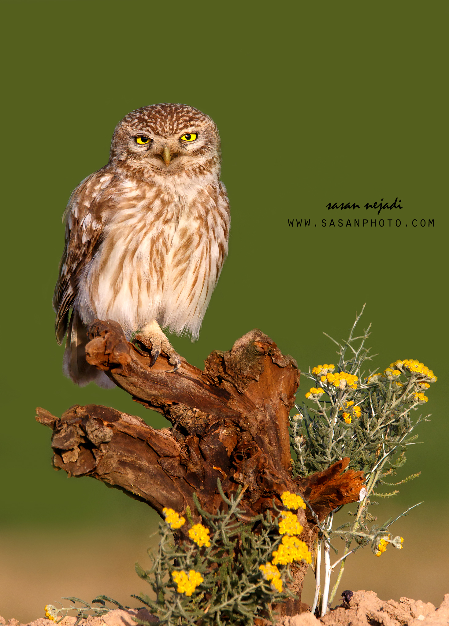 Little owl
