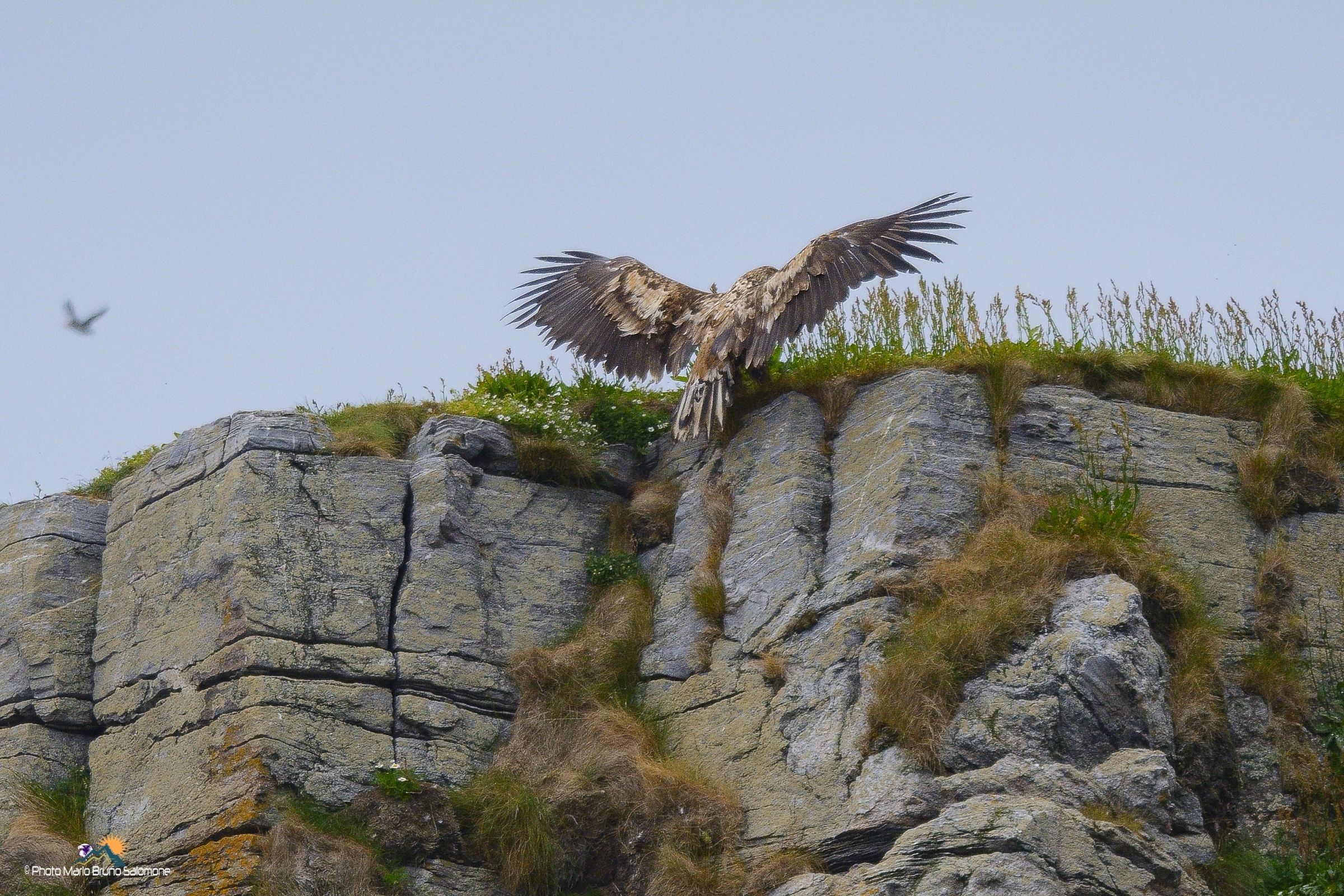 Sea eagle, Honningsvag