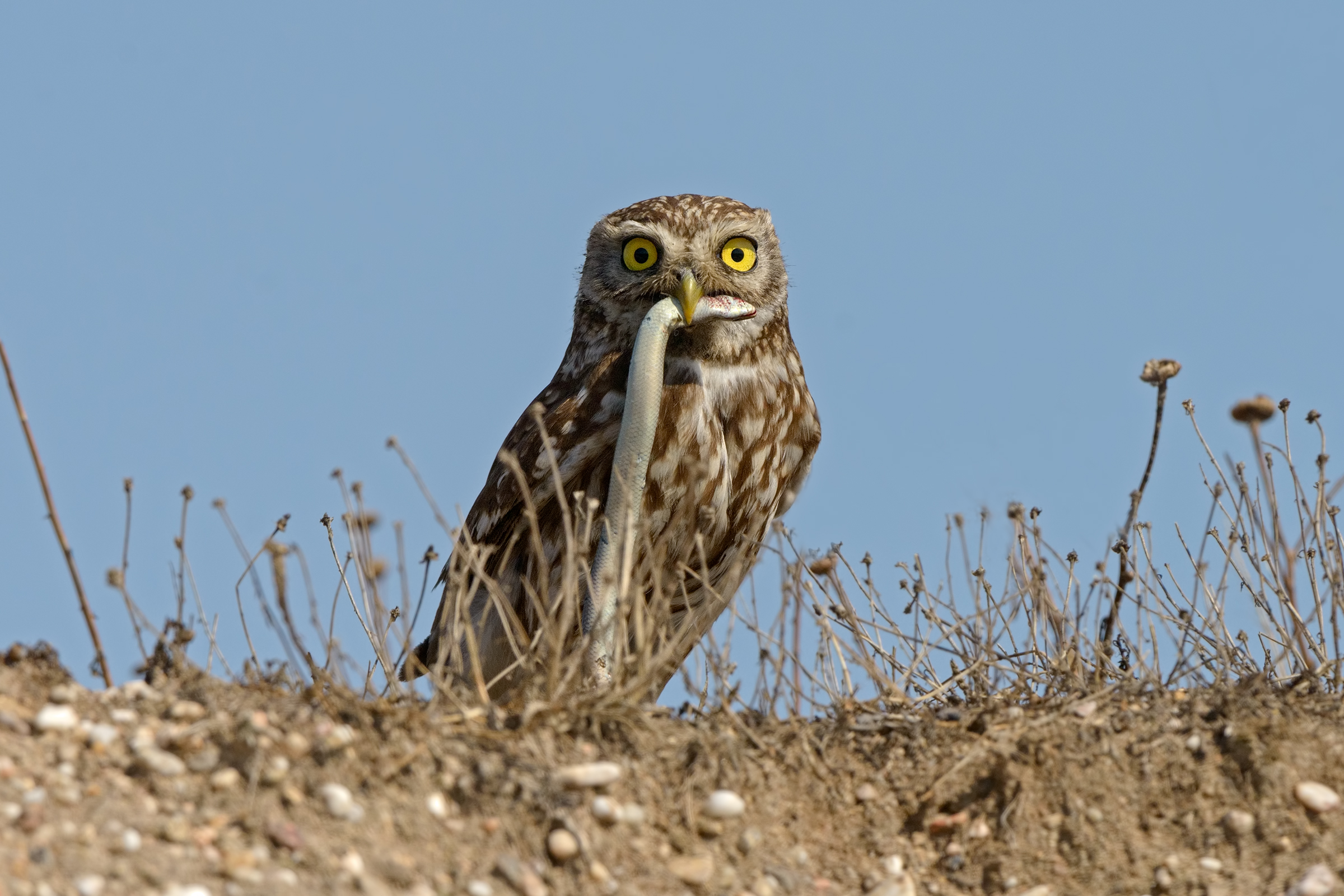 owl with three-toed skink