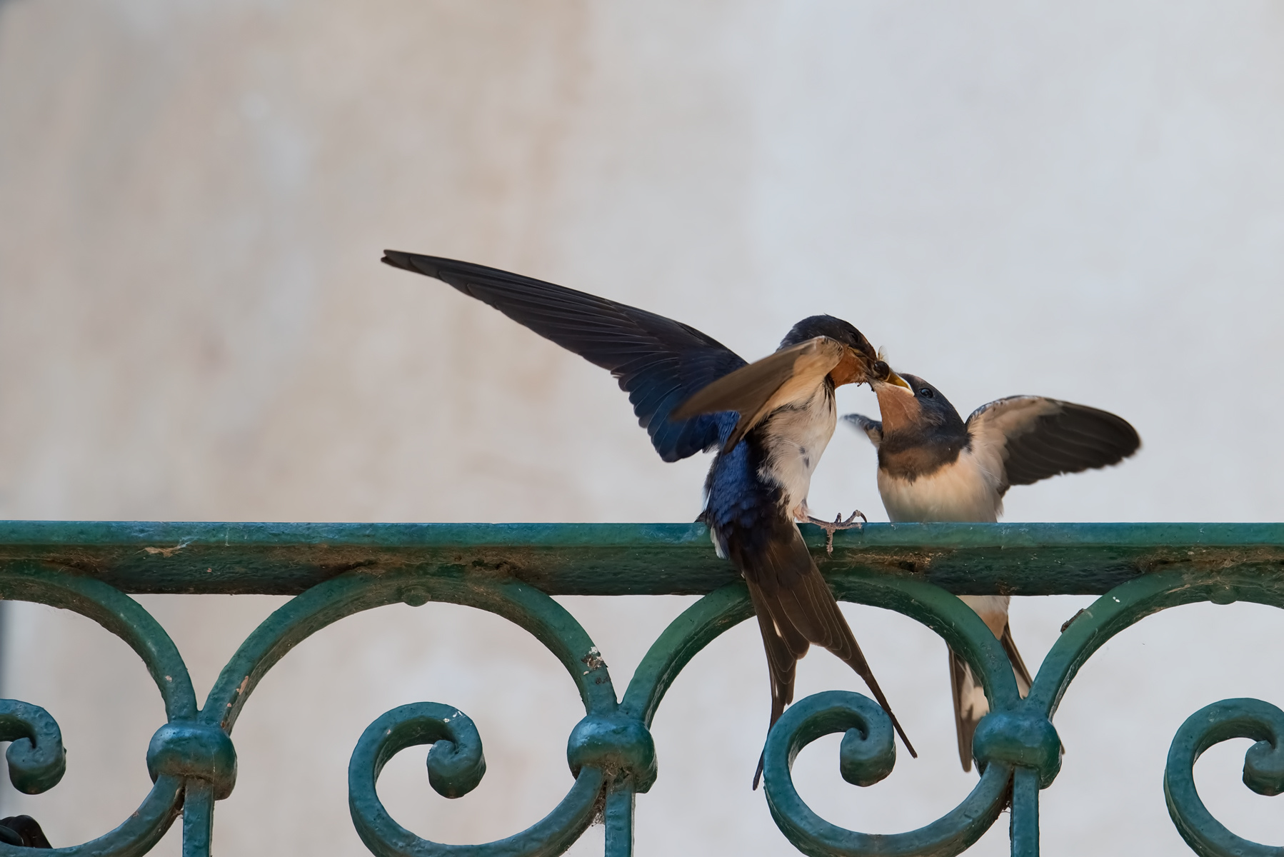 Svezzamento delle rondini