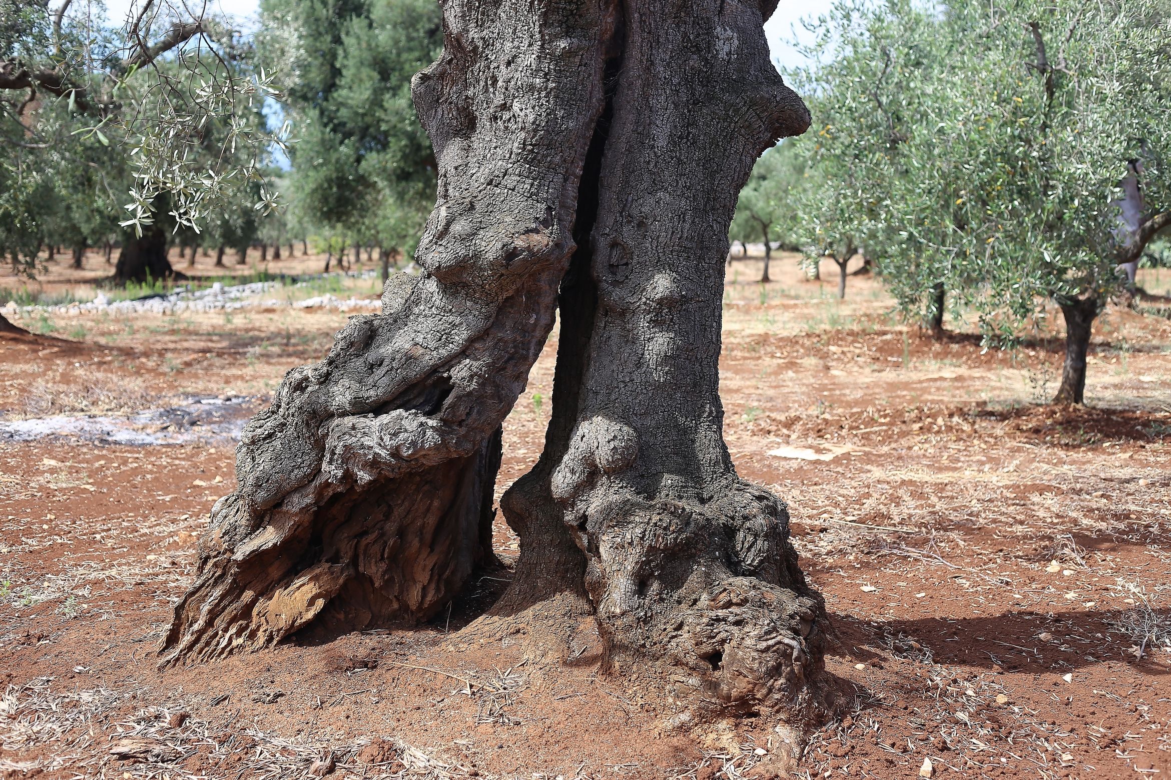the legs of the old olive tree