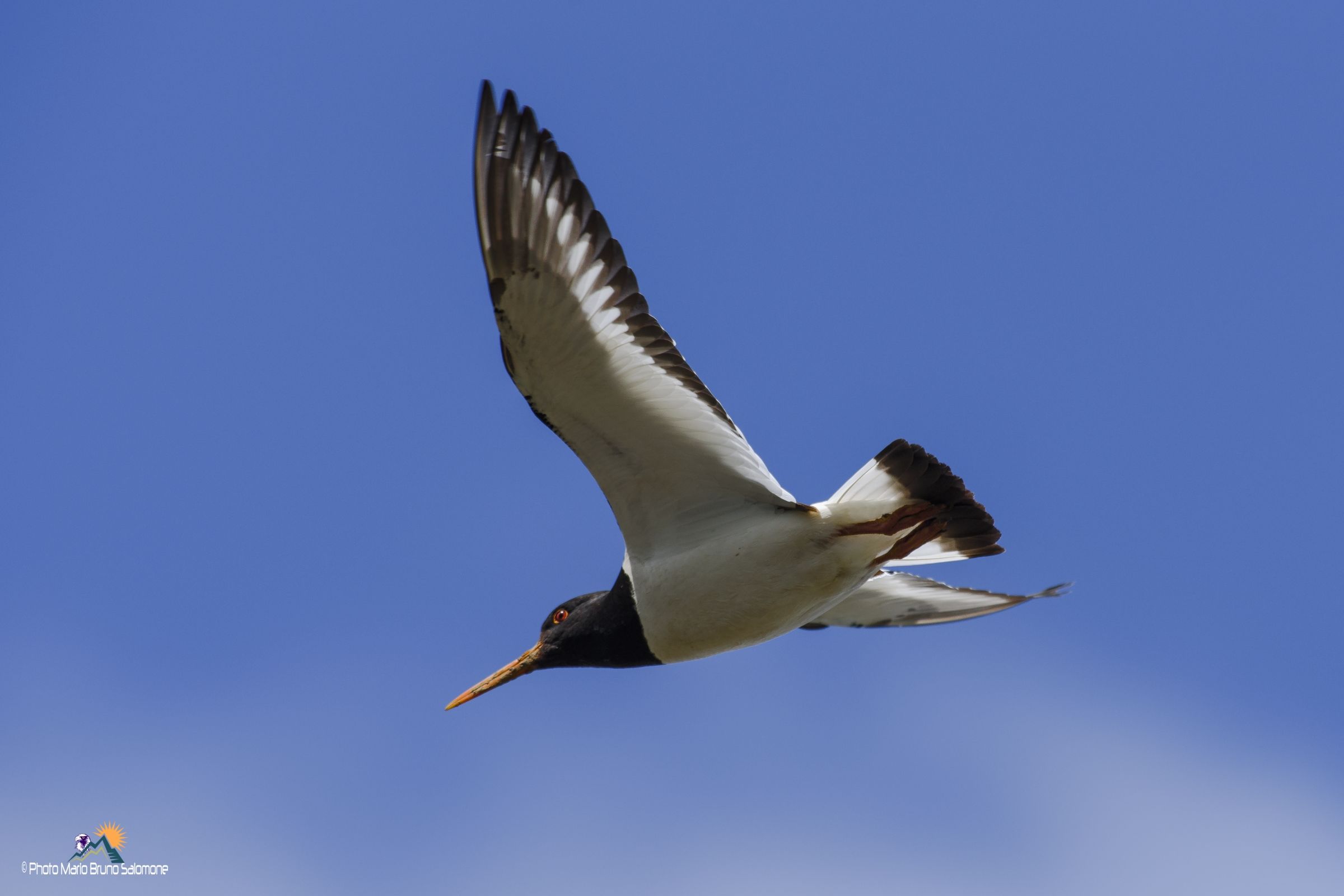Oystercatcher, Kirkval Orkney Islands