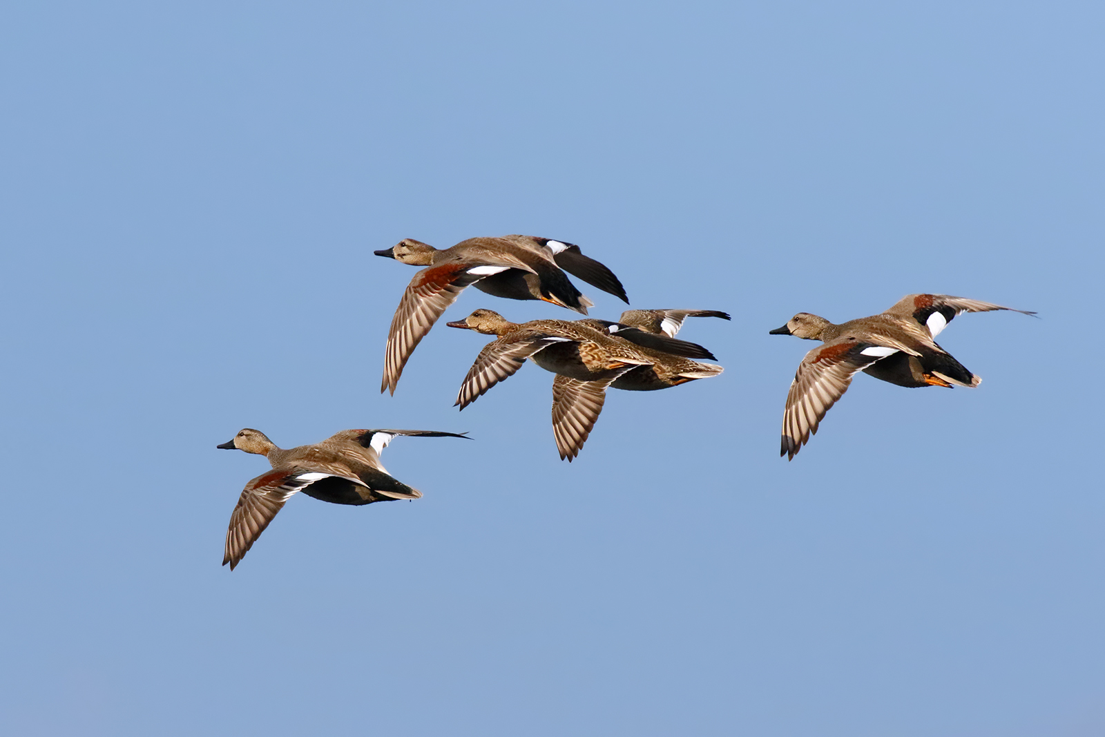 Aria di primavera- Canapiglie in volo di corteggiamento