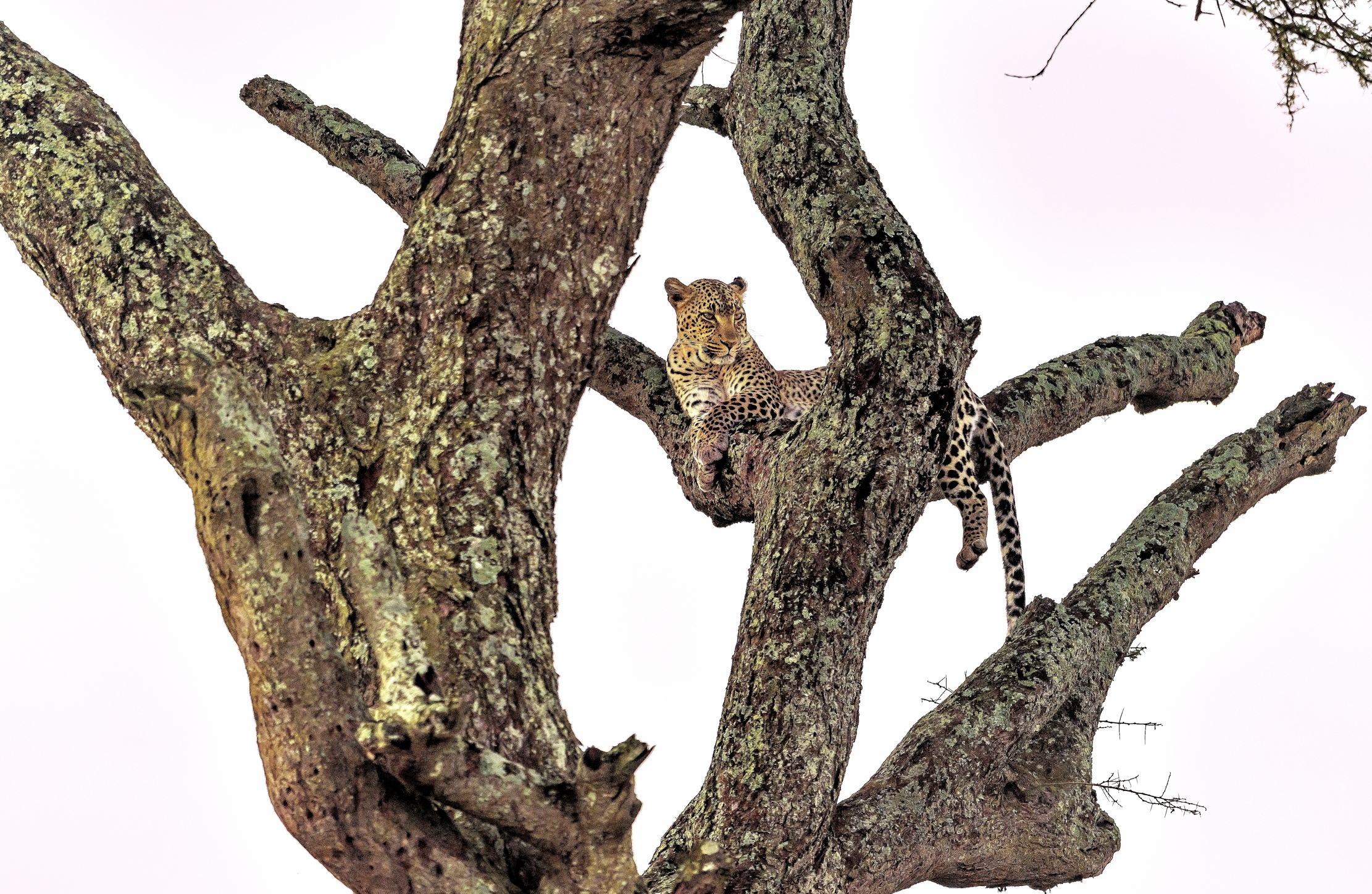 Tanzania 2016 - Leopard
