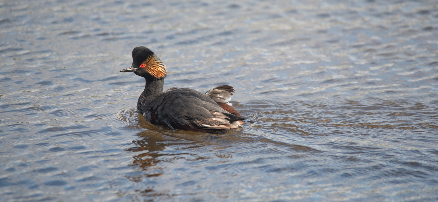 Black-necked Grebe