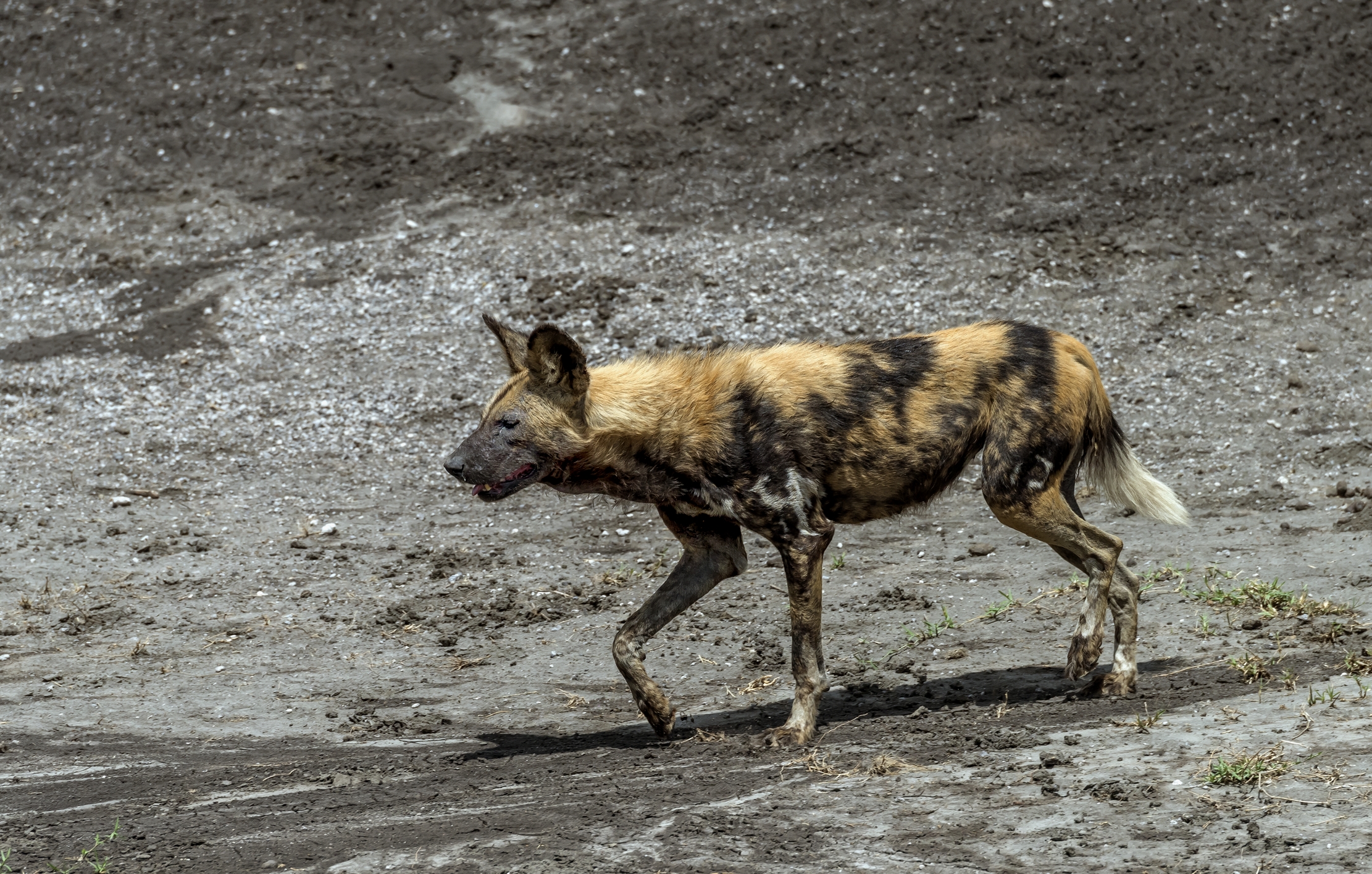 Tanzania 2016 - Licaon