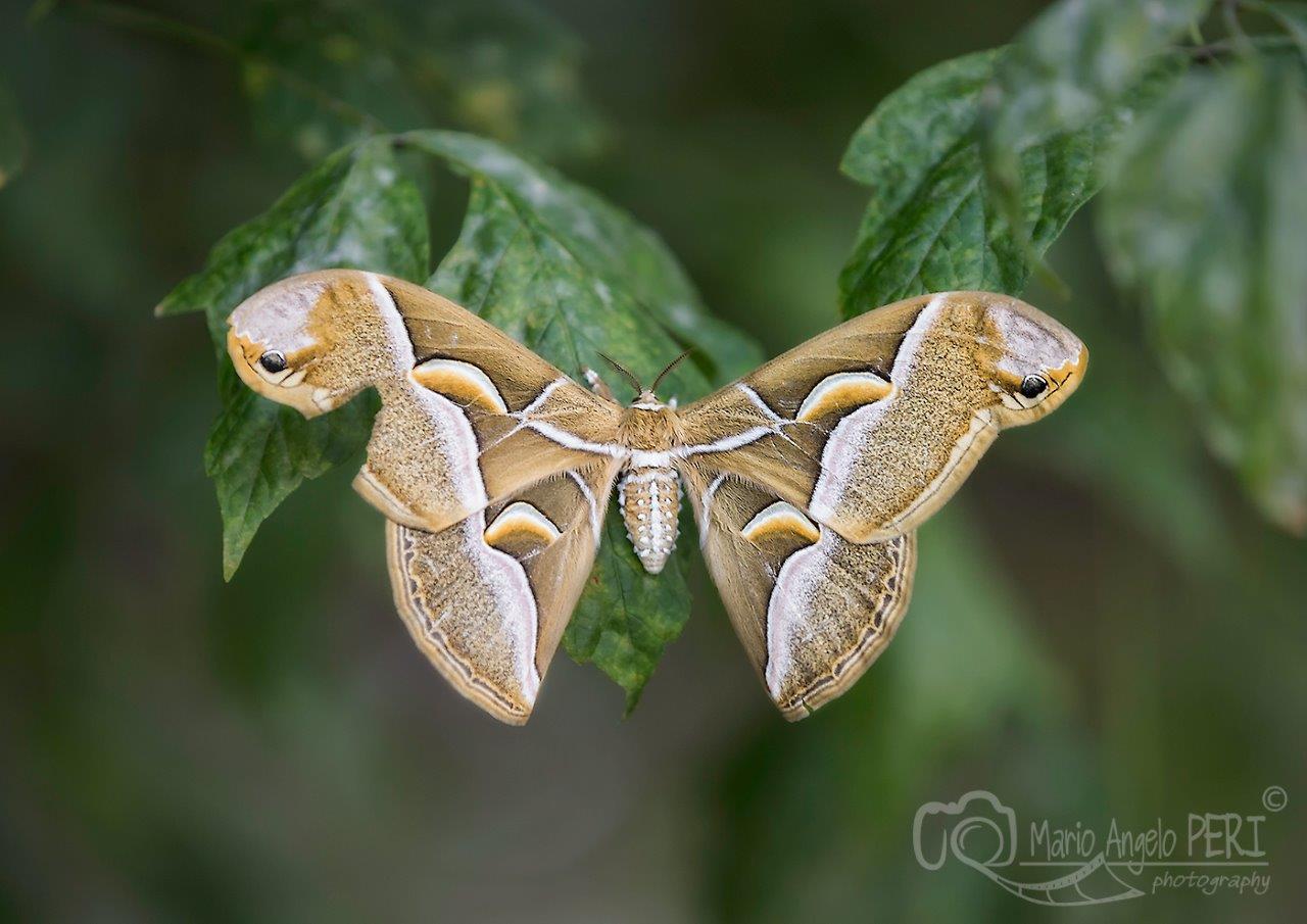 Mariposa Atlas gigante