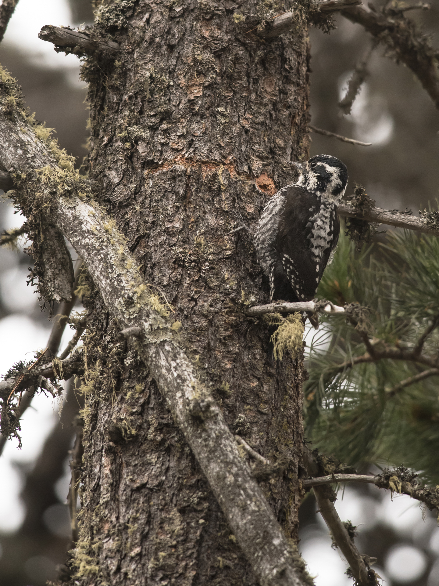 Three-toed woodpecker f.