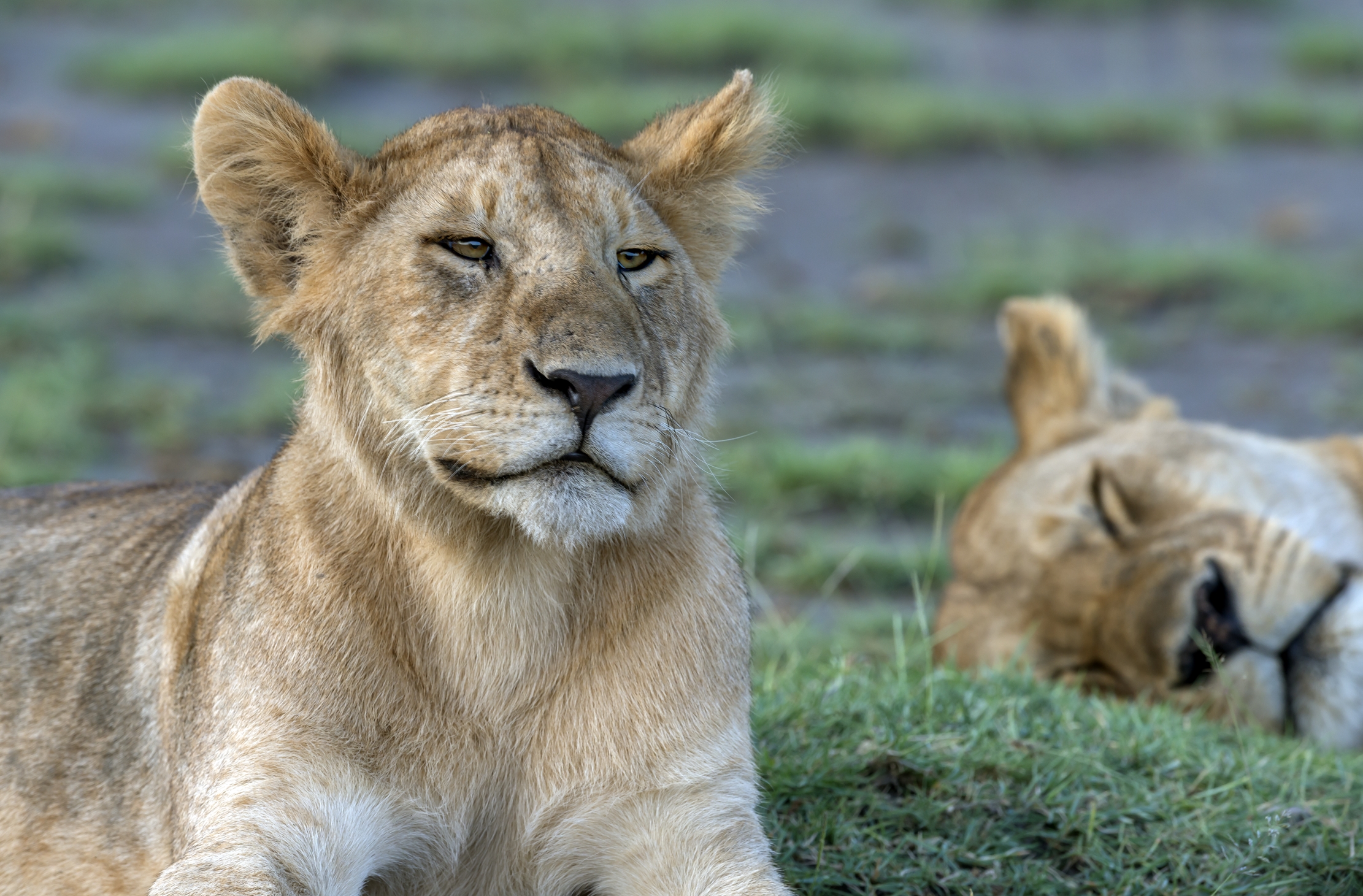 Tanzania 2016 - A Ndutu