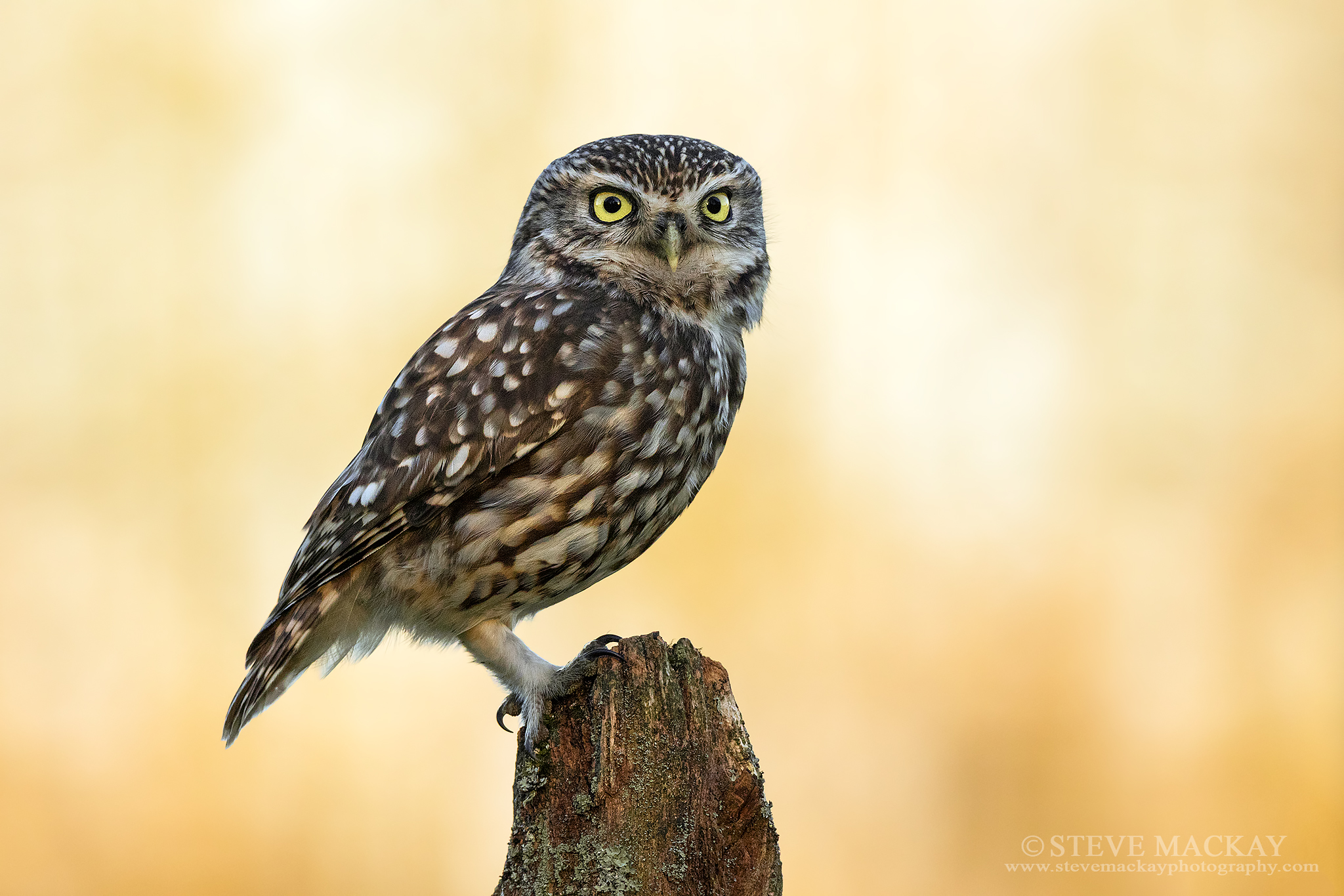 Little Owl at Sunset