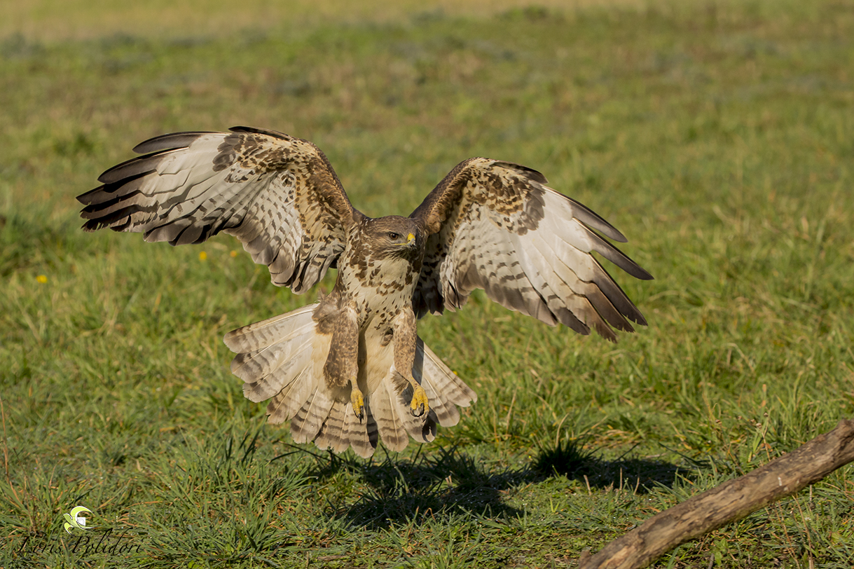 buzzard in flight
