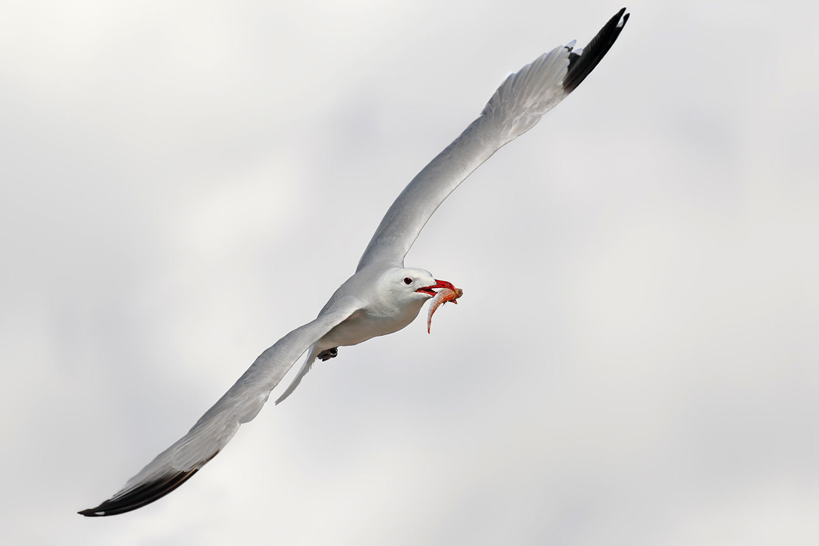 Gabbiano corso con preda (una piccola triglia)