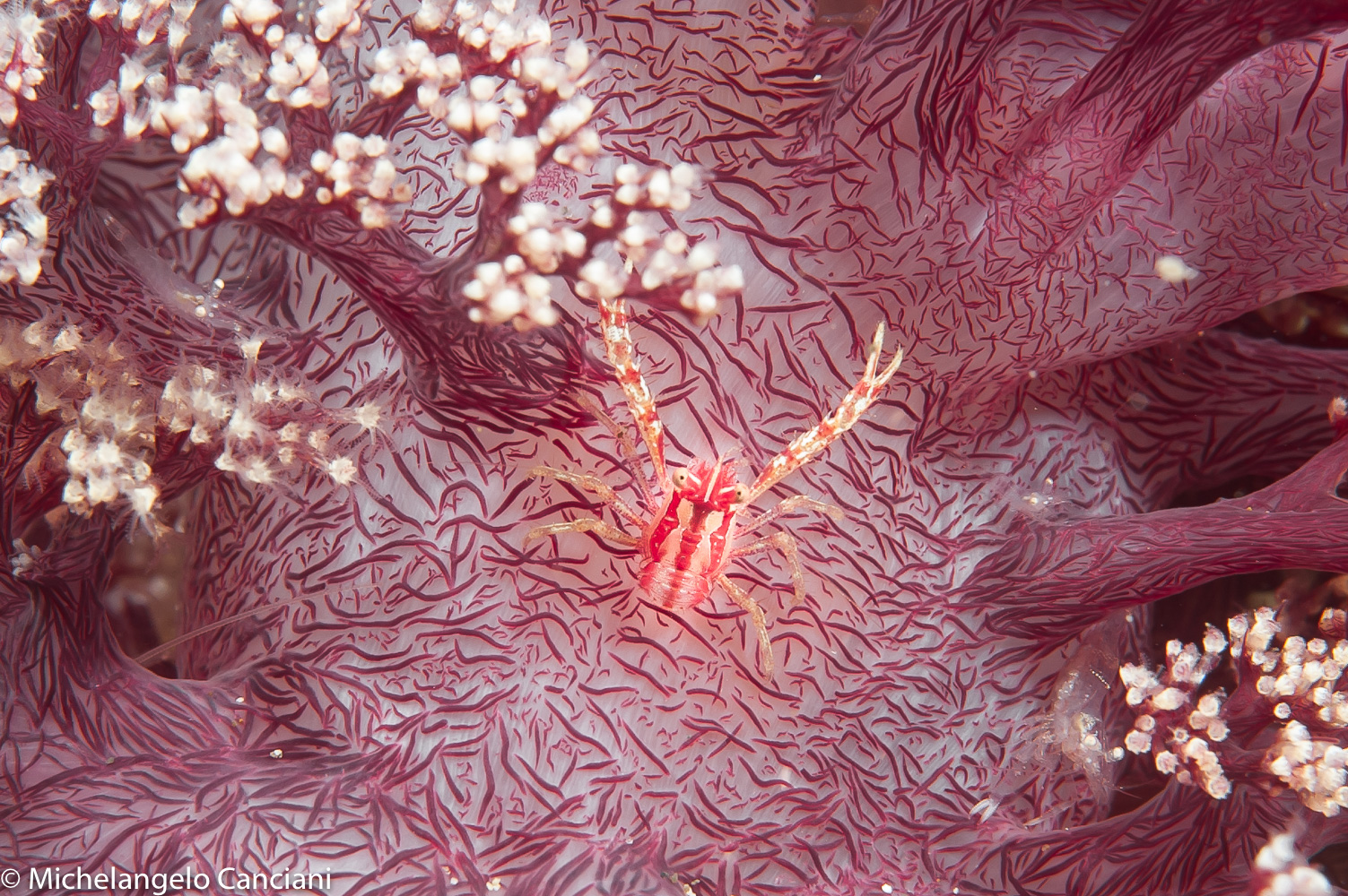 porcellanella triloba