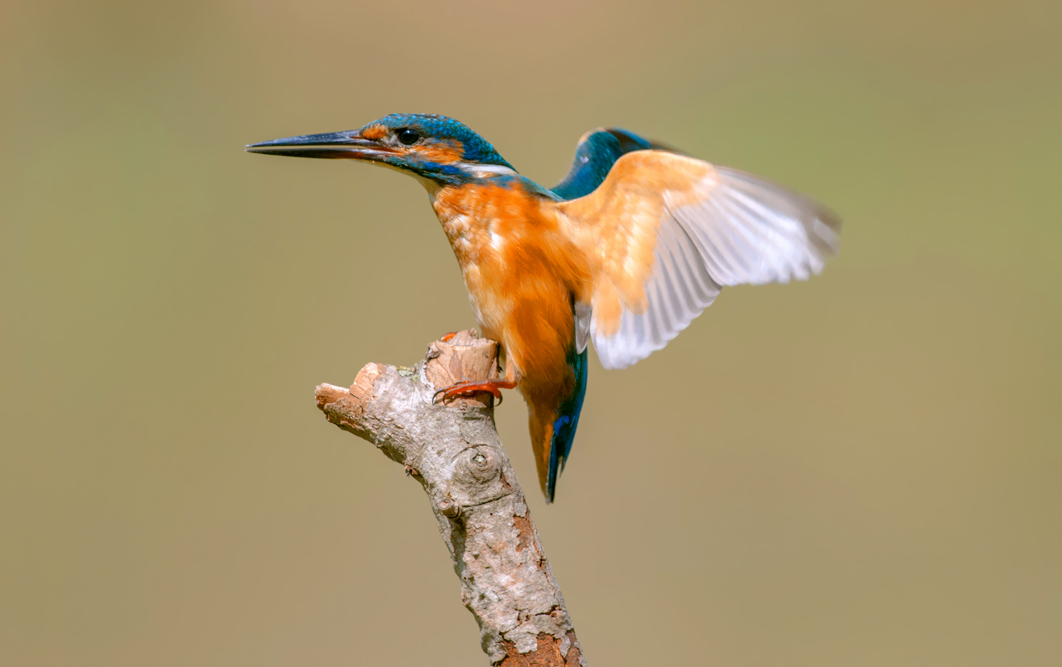 Martin pescatore comune