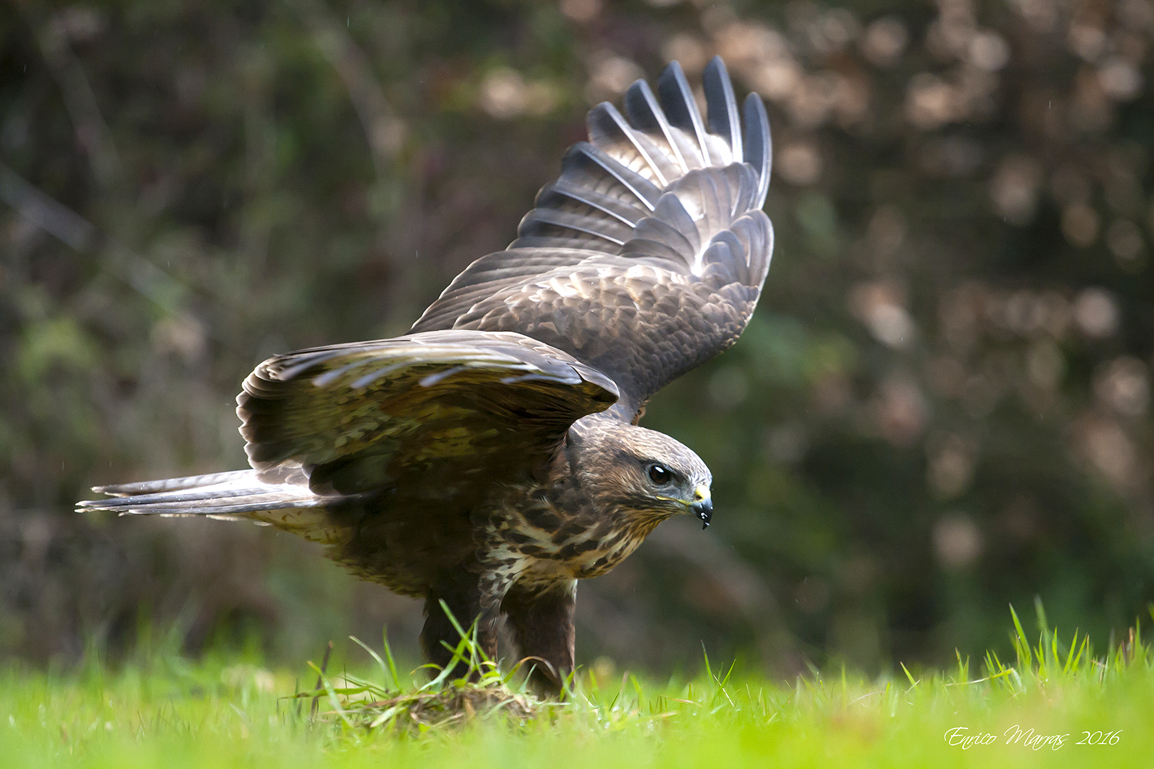 adult male (Buteo buteo arrigonii)