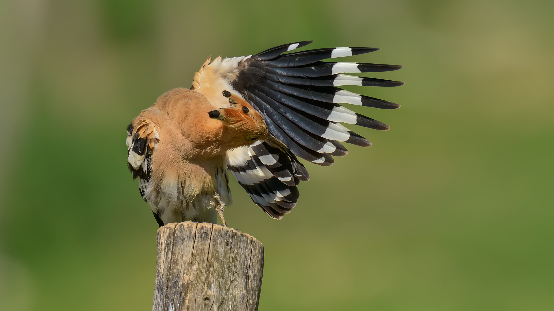 Comon Upupa Preening