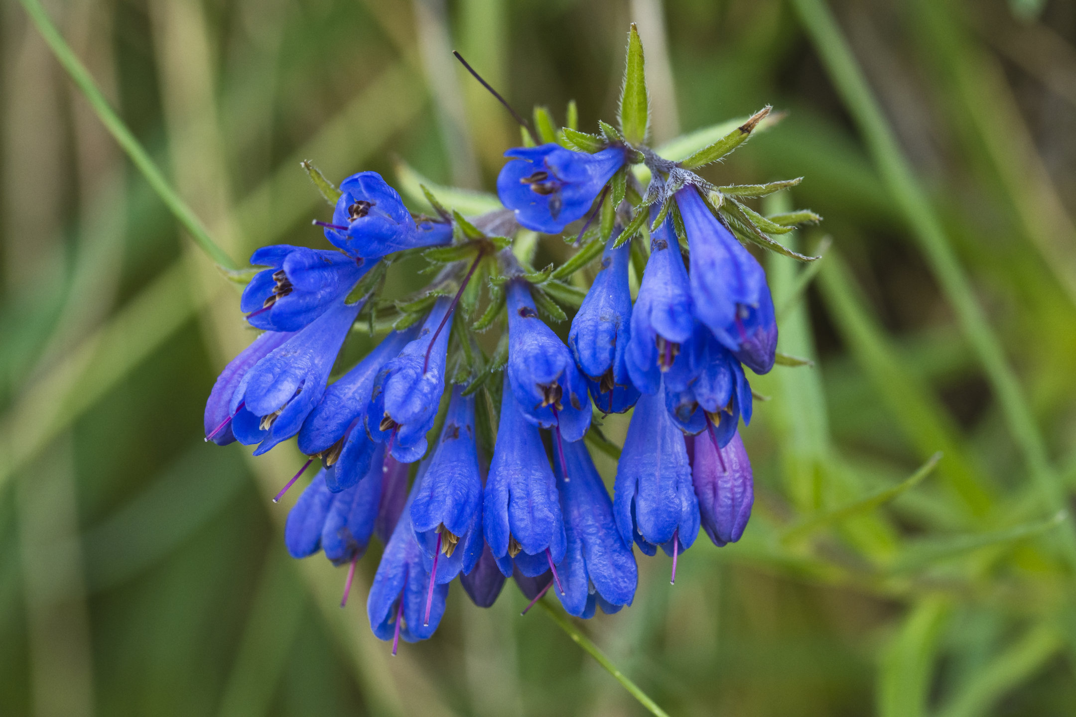 Moltika suffruticosa Apuane