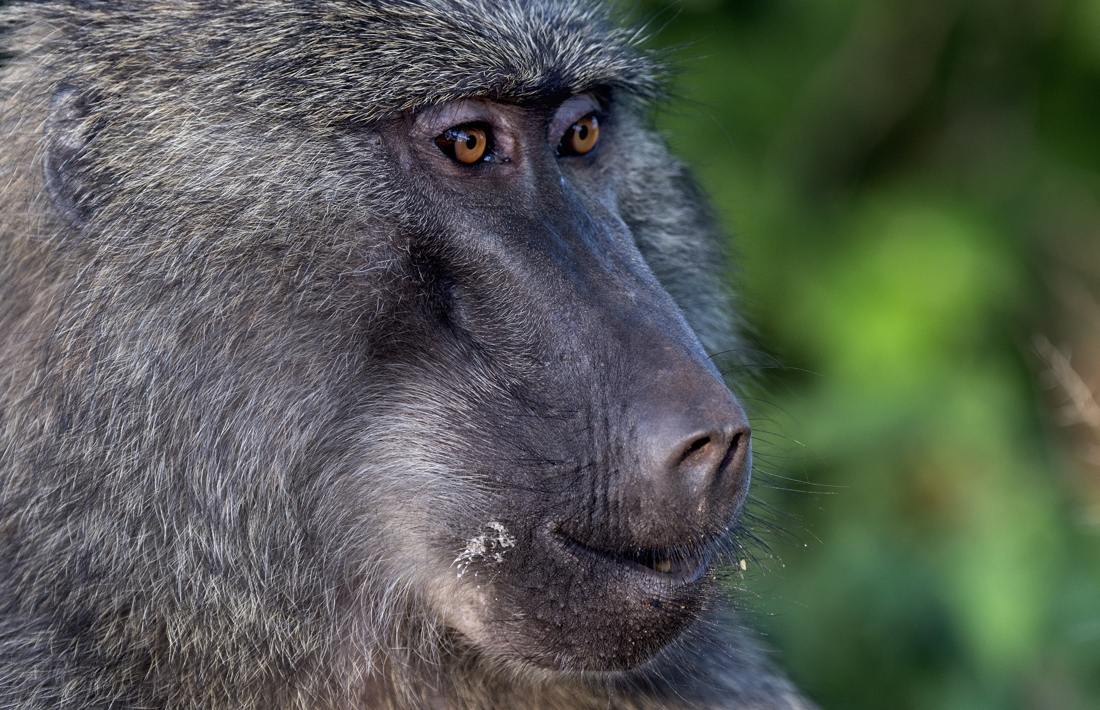 Tanzania 2016 - Baboon